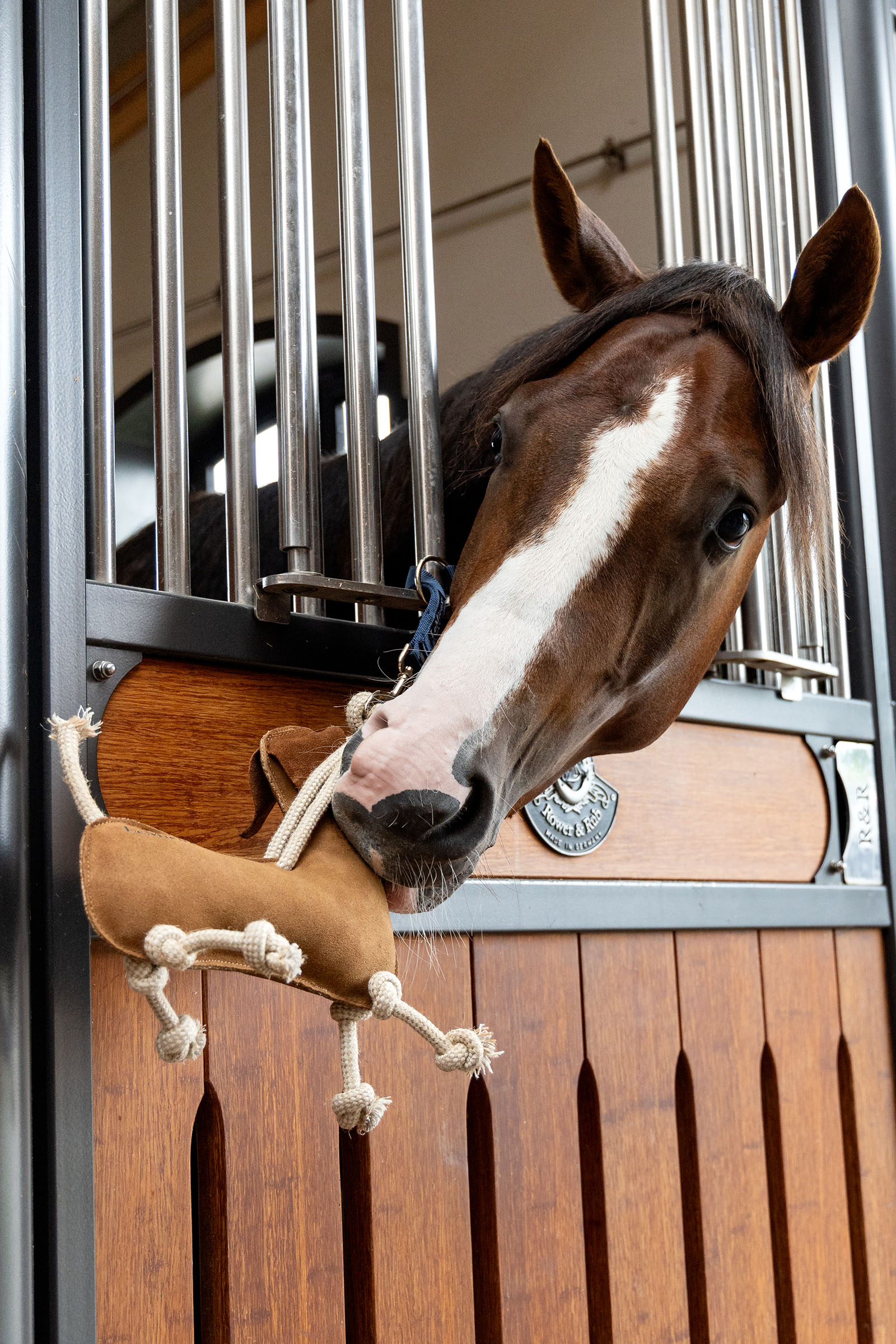 LeMieux jouet pour cheval teckel