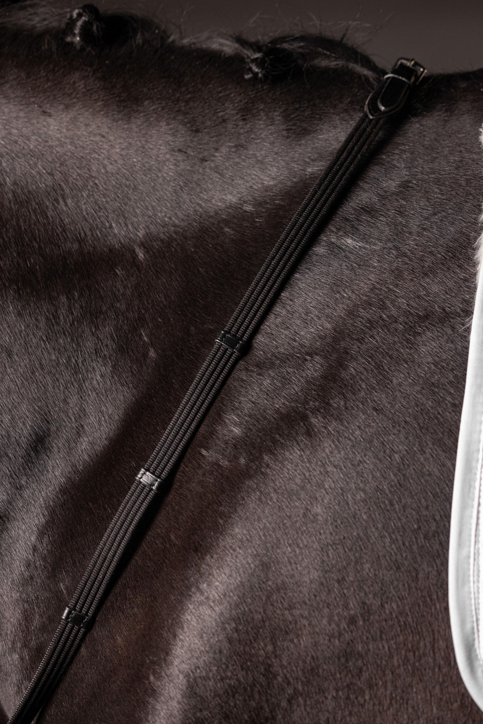 LeMieux Continental rênes en sangle