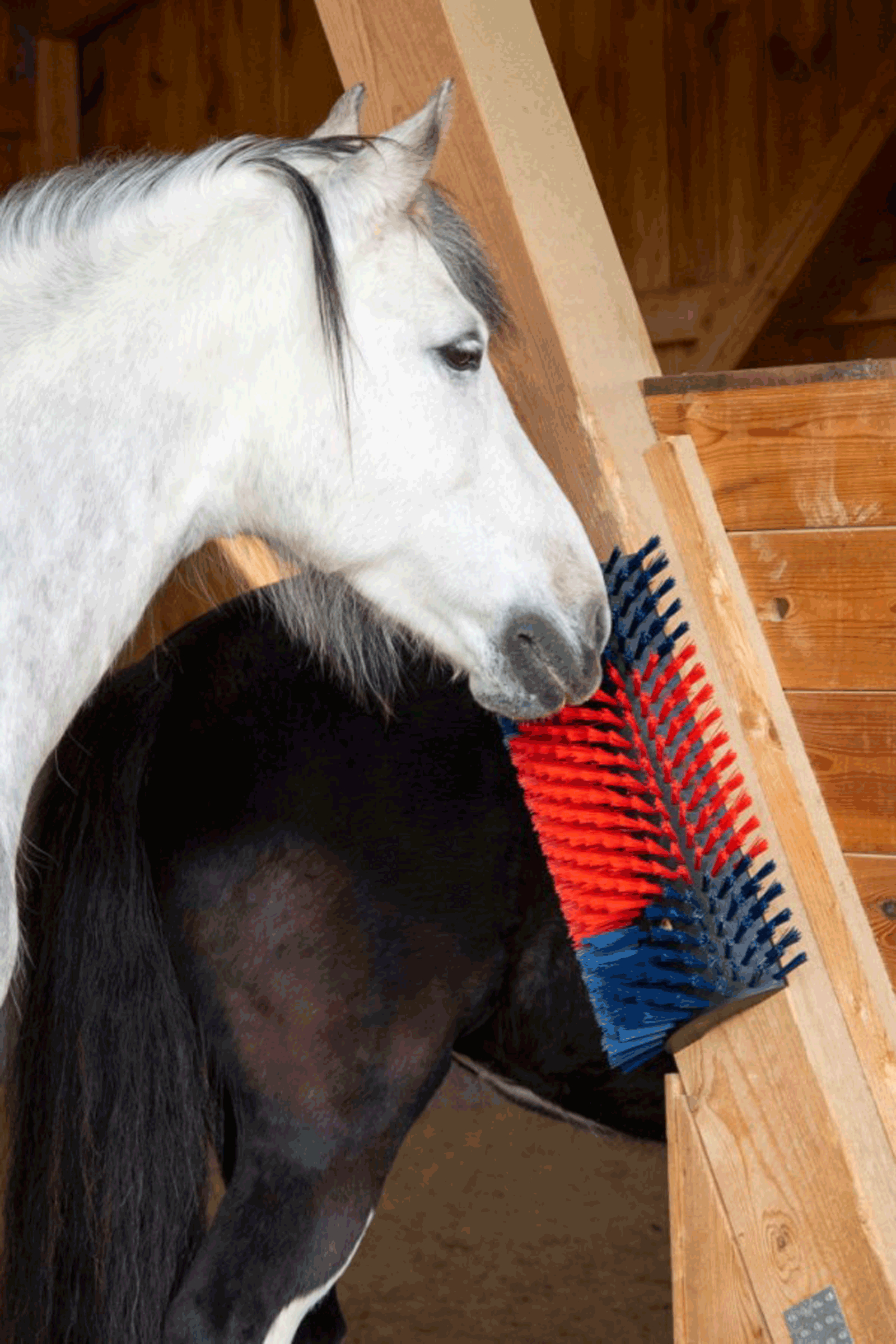 Brosse grattoir XL Kerbl, ronde