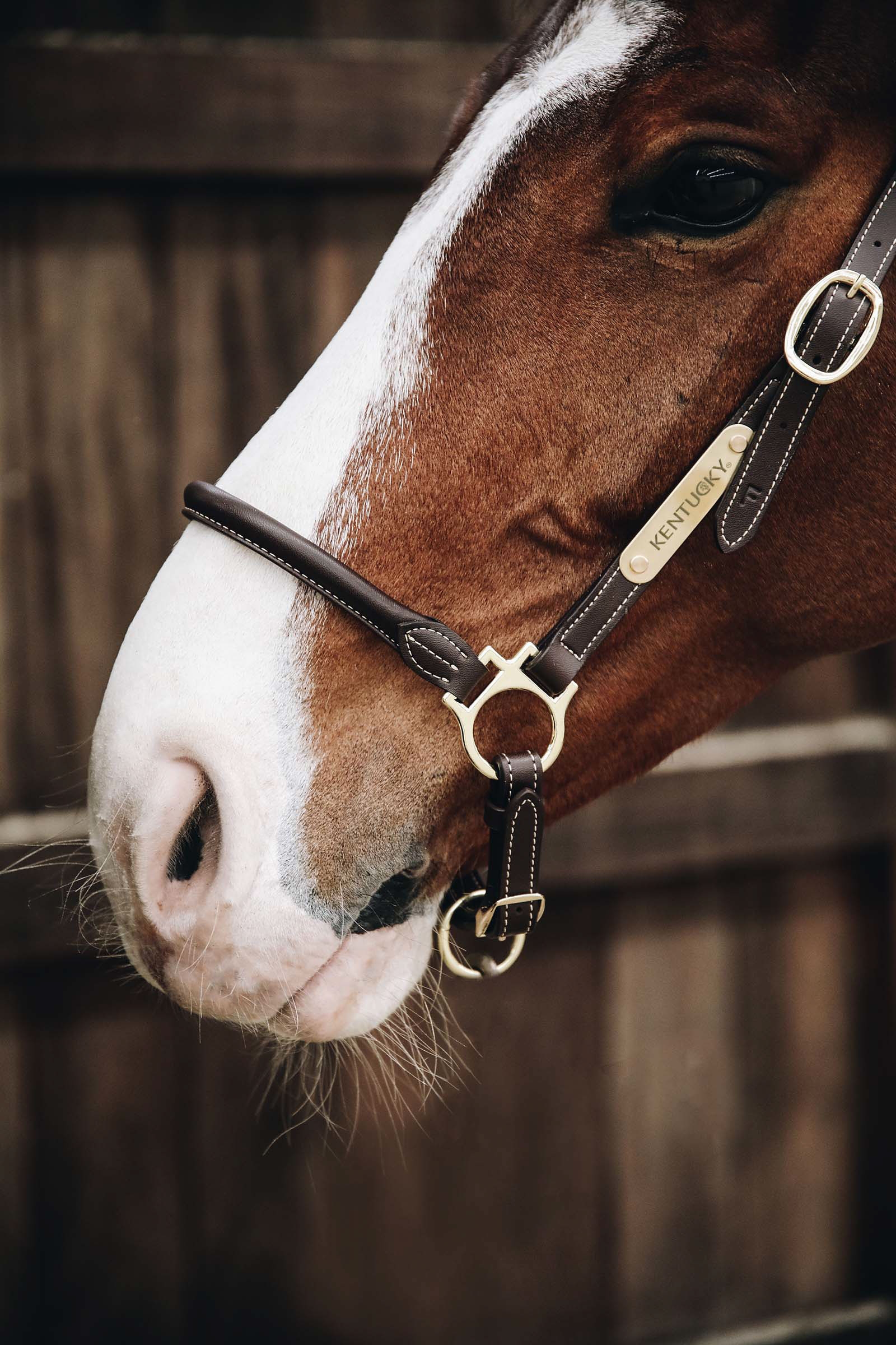 Kentucky Horsewear Licol de pansage en Cuir