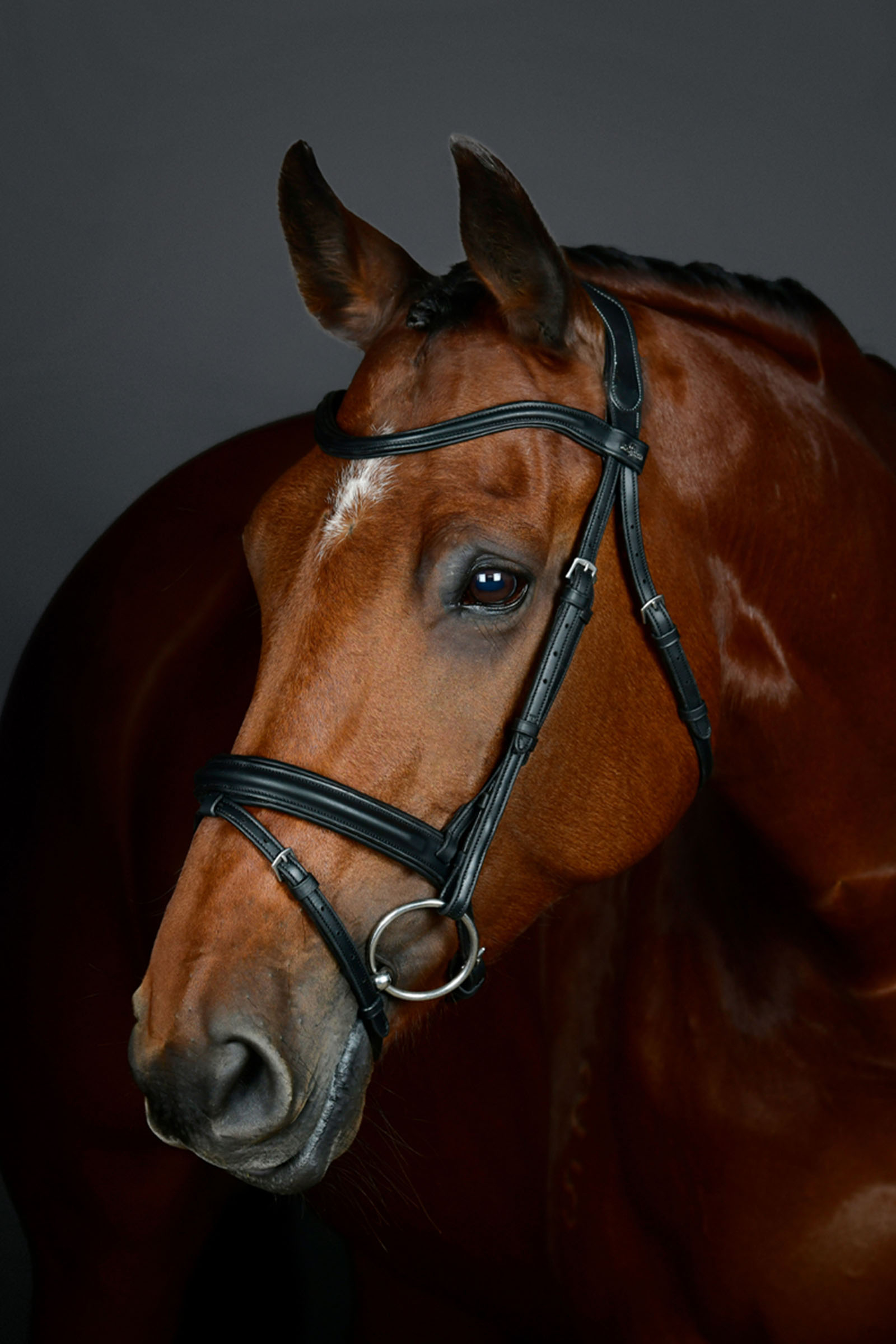 Black Collegiate Comfitec Opulux yksinkertainen pehmustettu suitset yhdistetyll&auml; hannoverilaisturpahihnalla