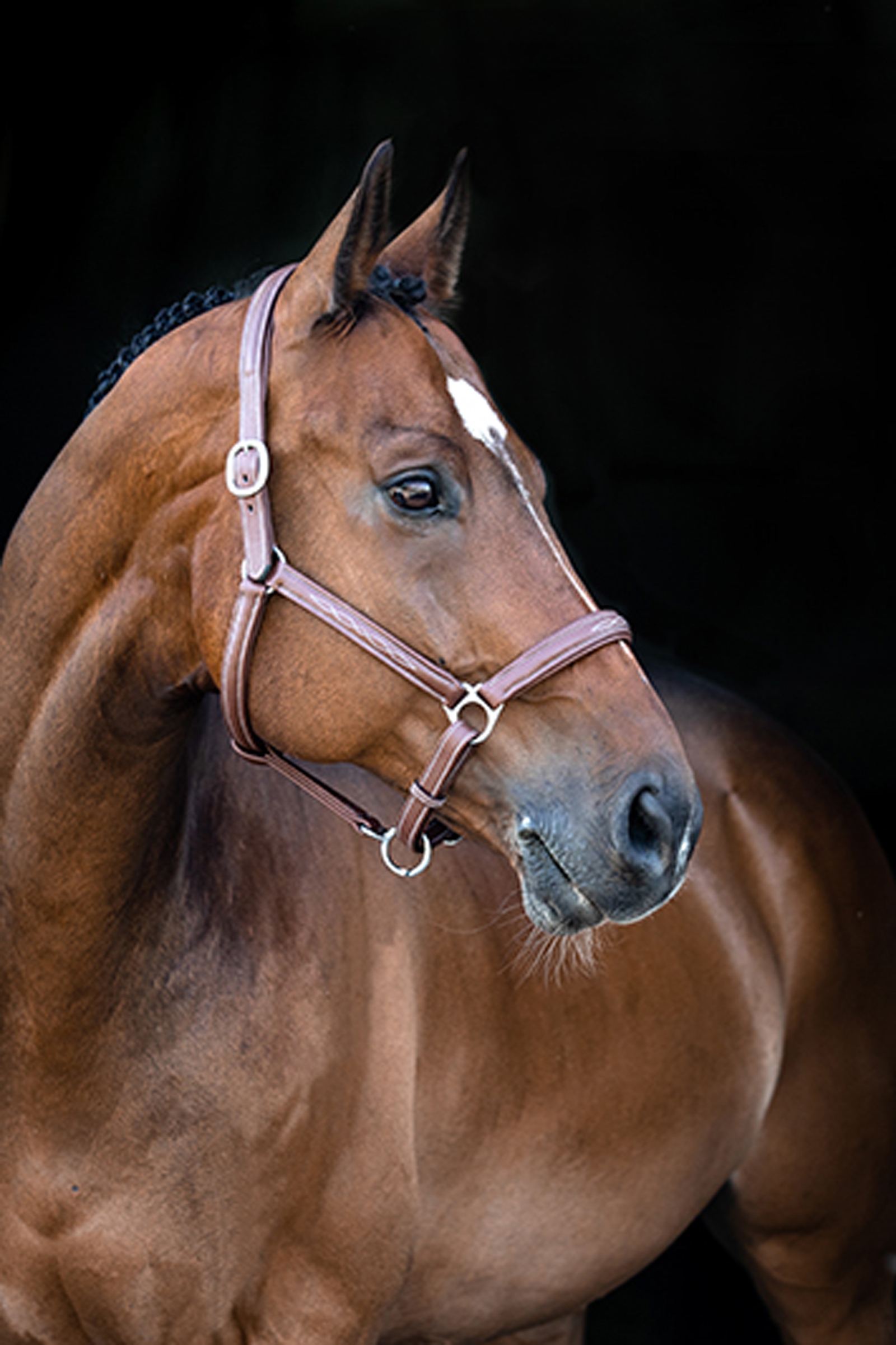 Licol cuir souple Horze Warren