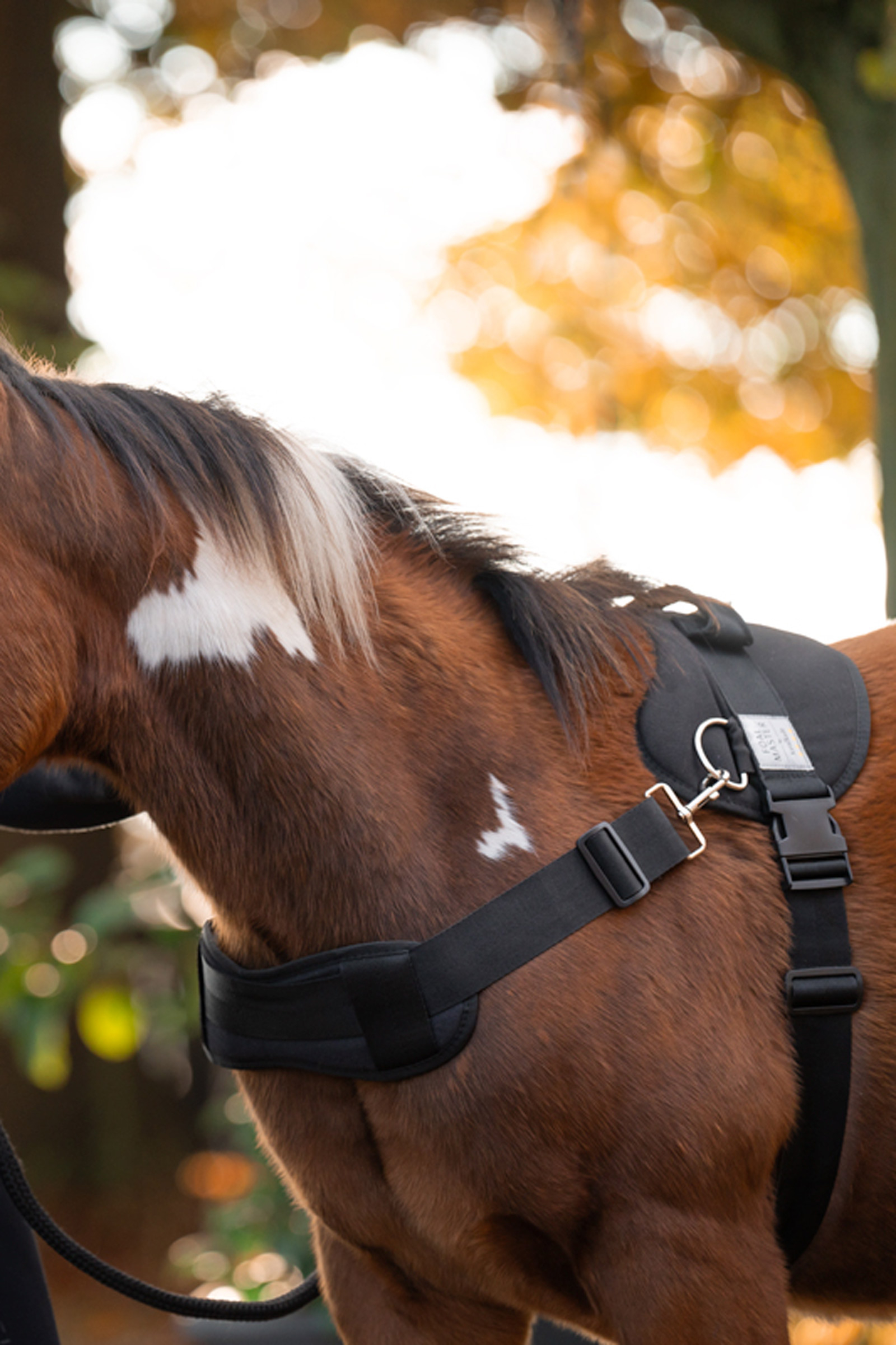 Kavalkade Foalmaster harnais pour poulain avec poign&eacute;e