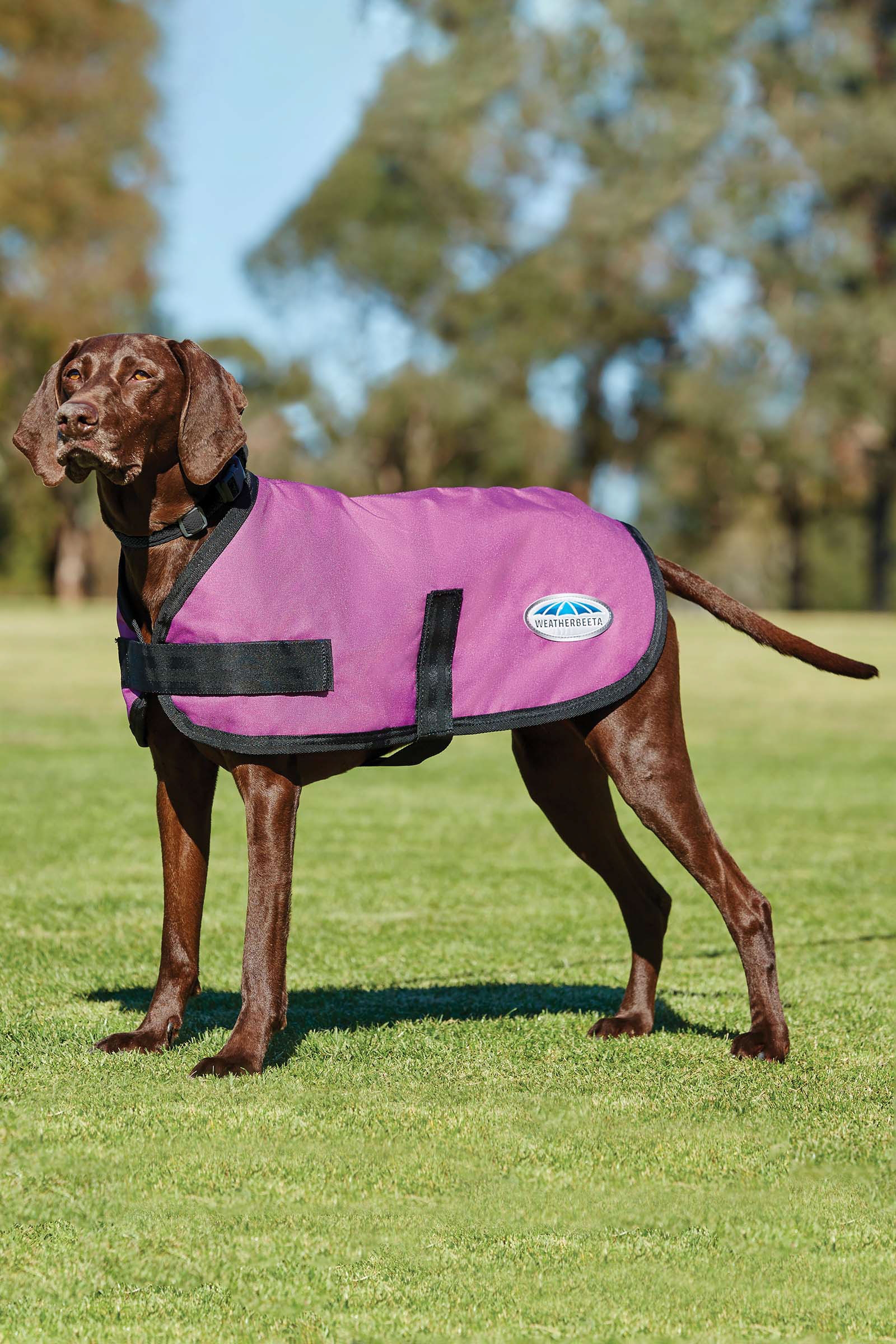 Pink Manteau pour chien Weatherbeeta Comfitec Classic (25-40cm)