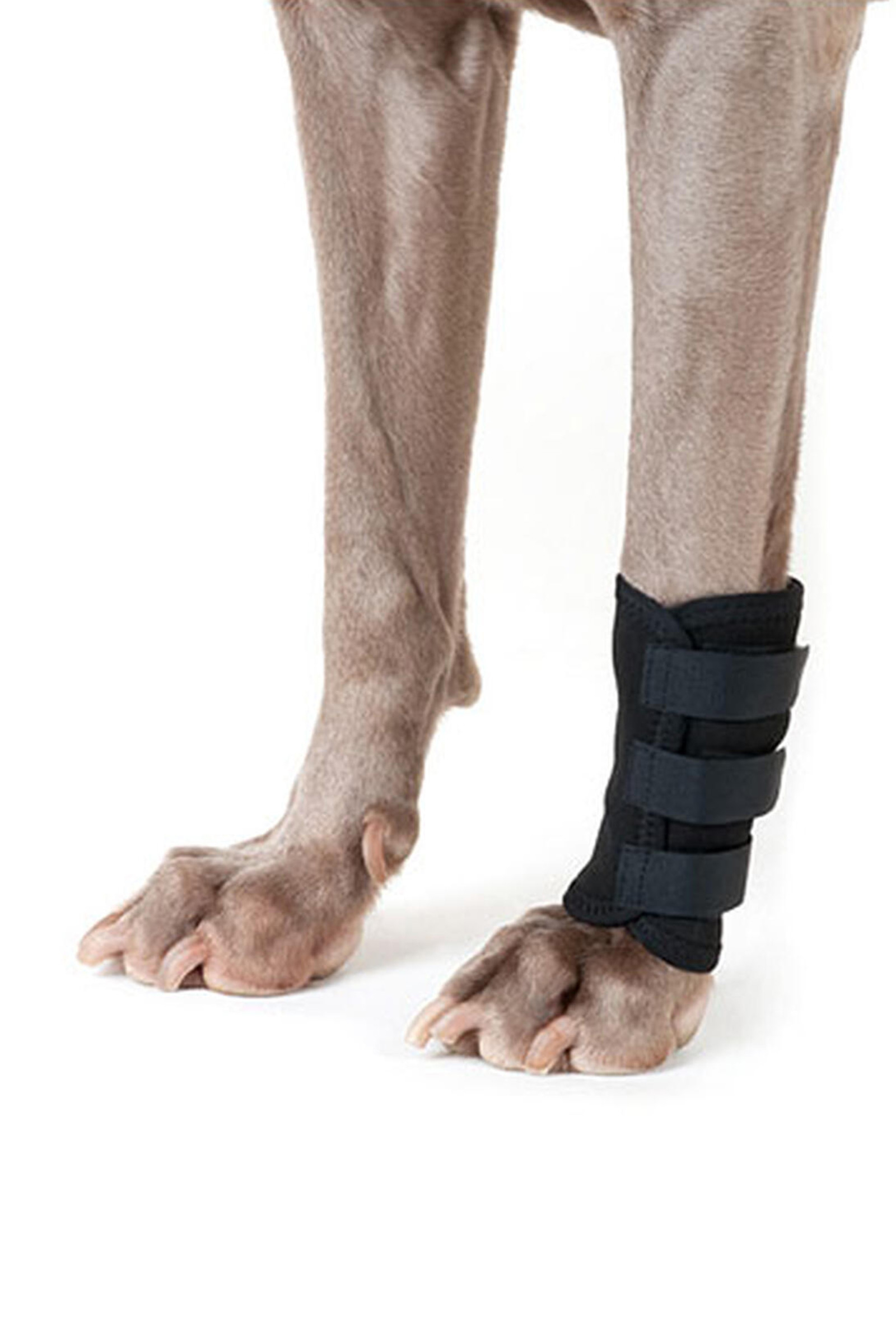 Protection de patte Back on Track pour chien (1 pièce)