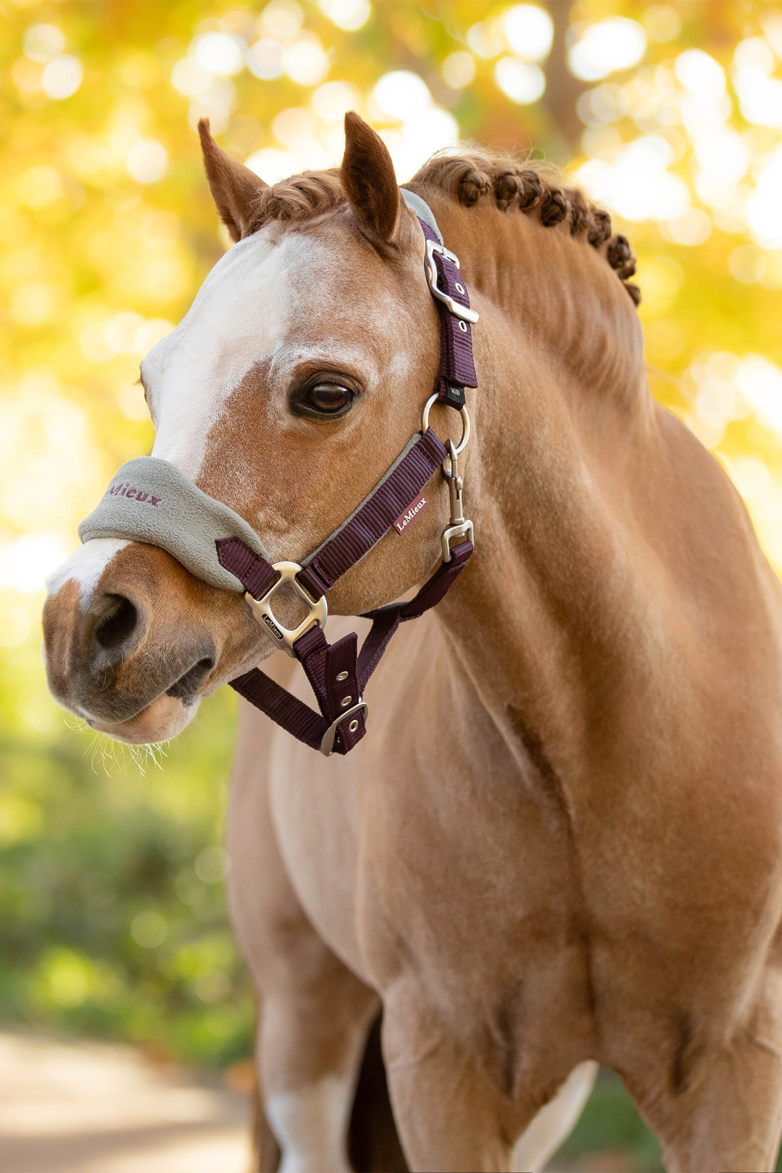LeMieux Vogue licol et longe ensemble