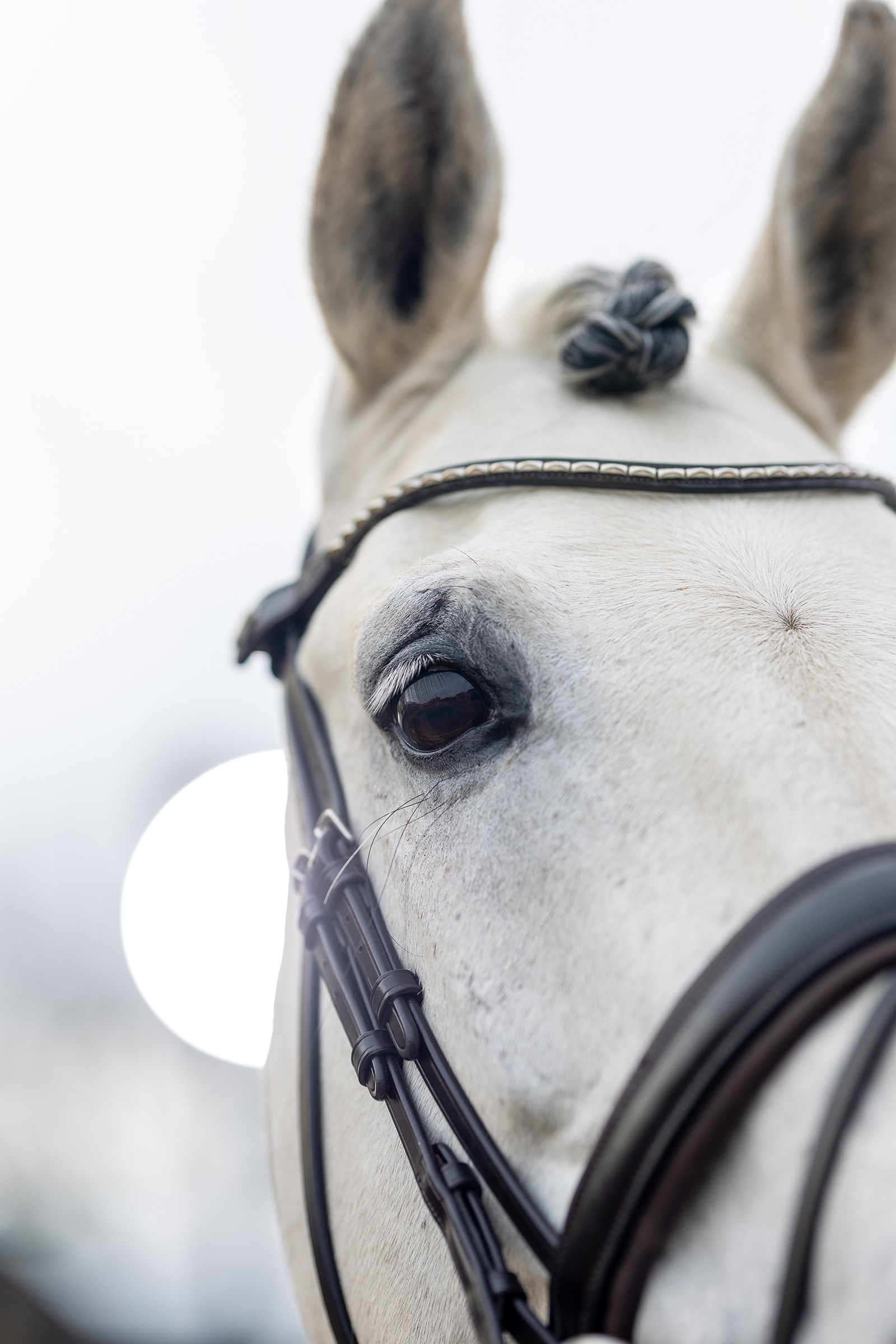 Kudos Bride dressage classique LeMieux