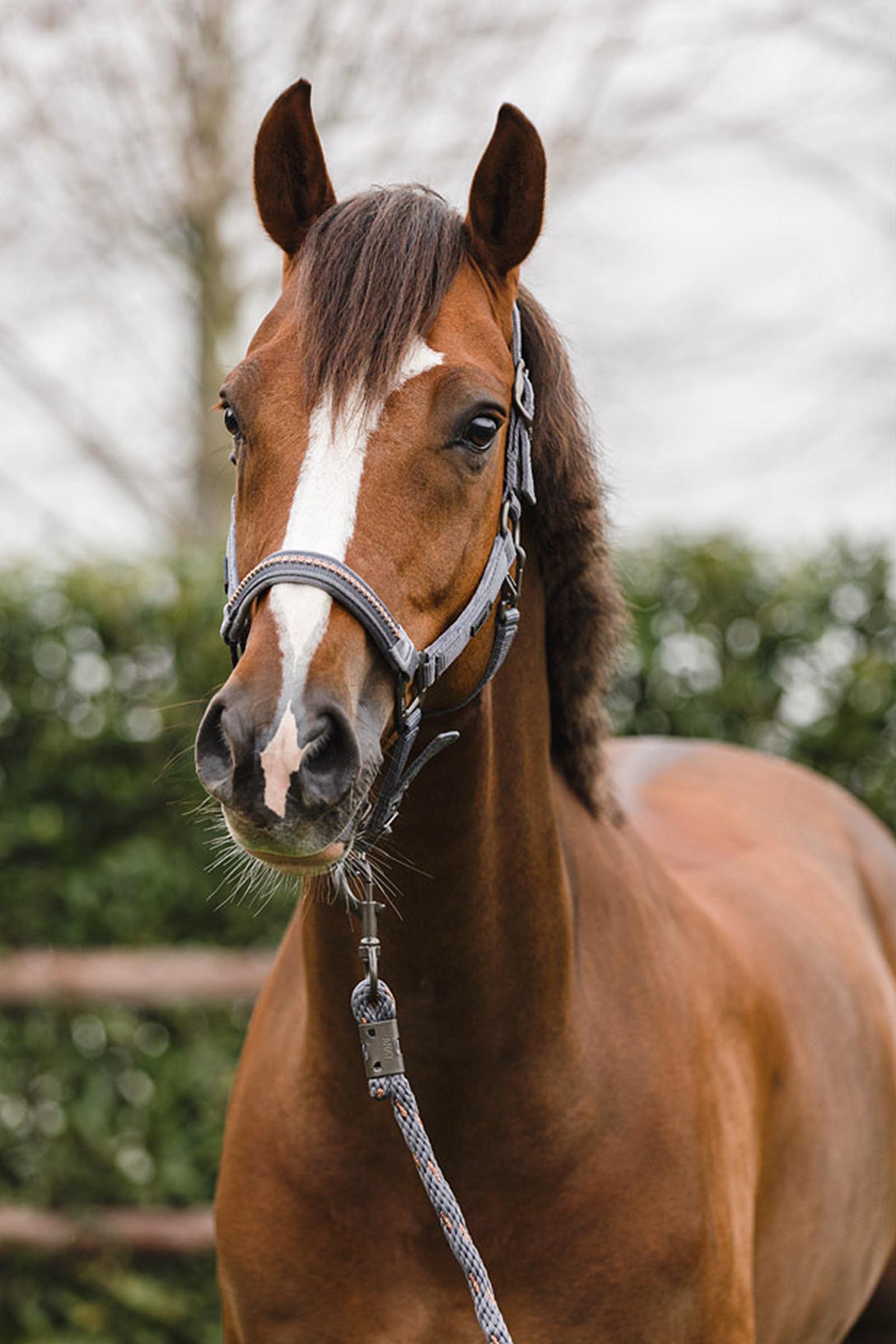 ANKY Stones Licol et longe