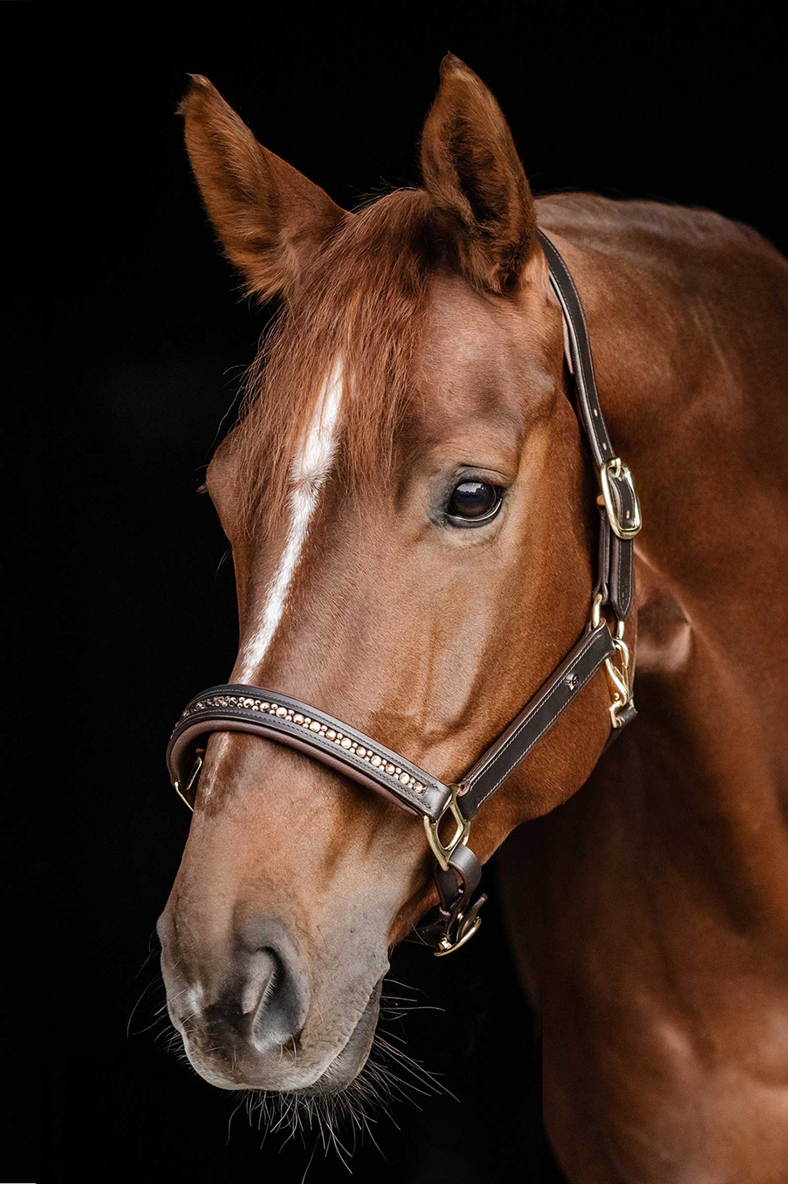 Waldhausen X-Line Crystal Licol en cuir