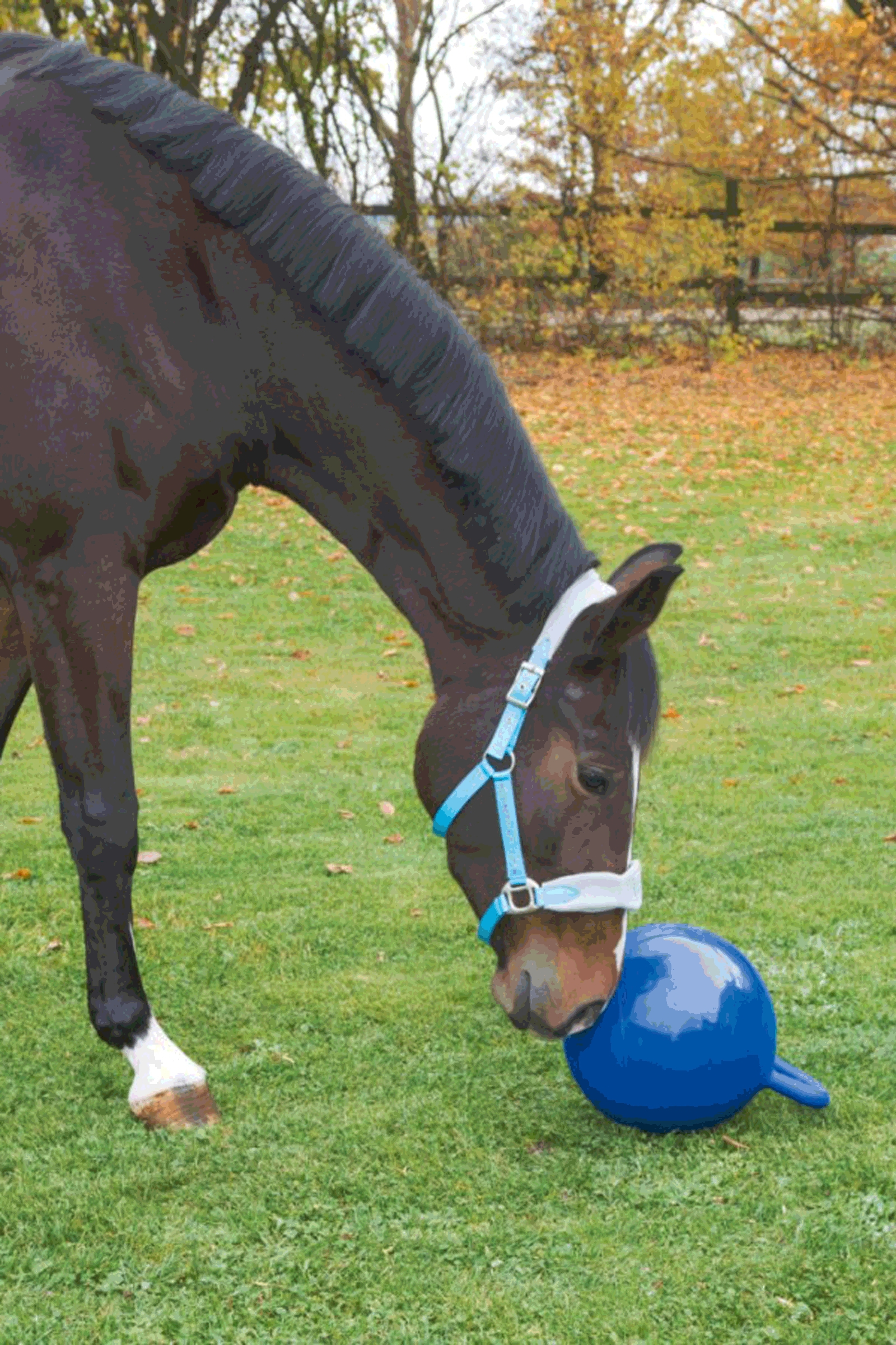 Kerbl Balle &agrave; jouer chevaux