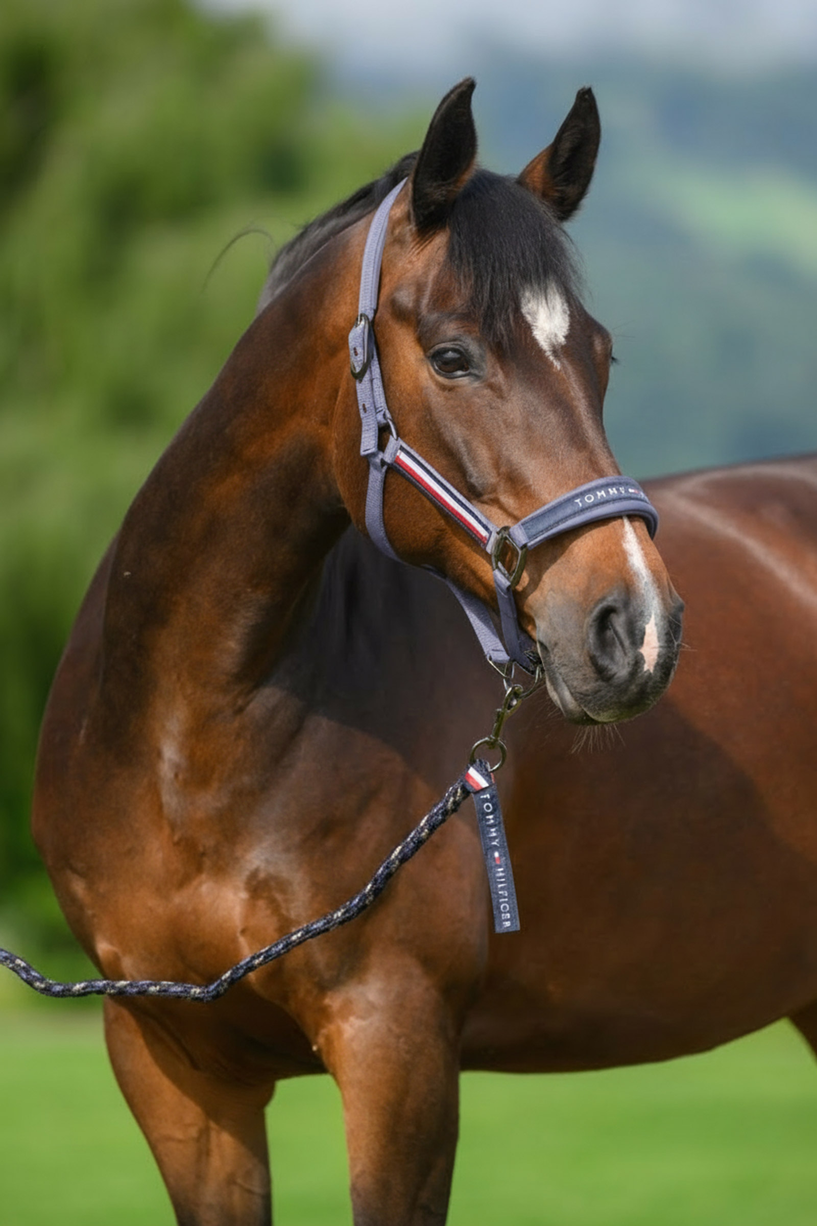 Faded Indigo Tommy Hilfiger Equestrian Yale ensemble licol et longe