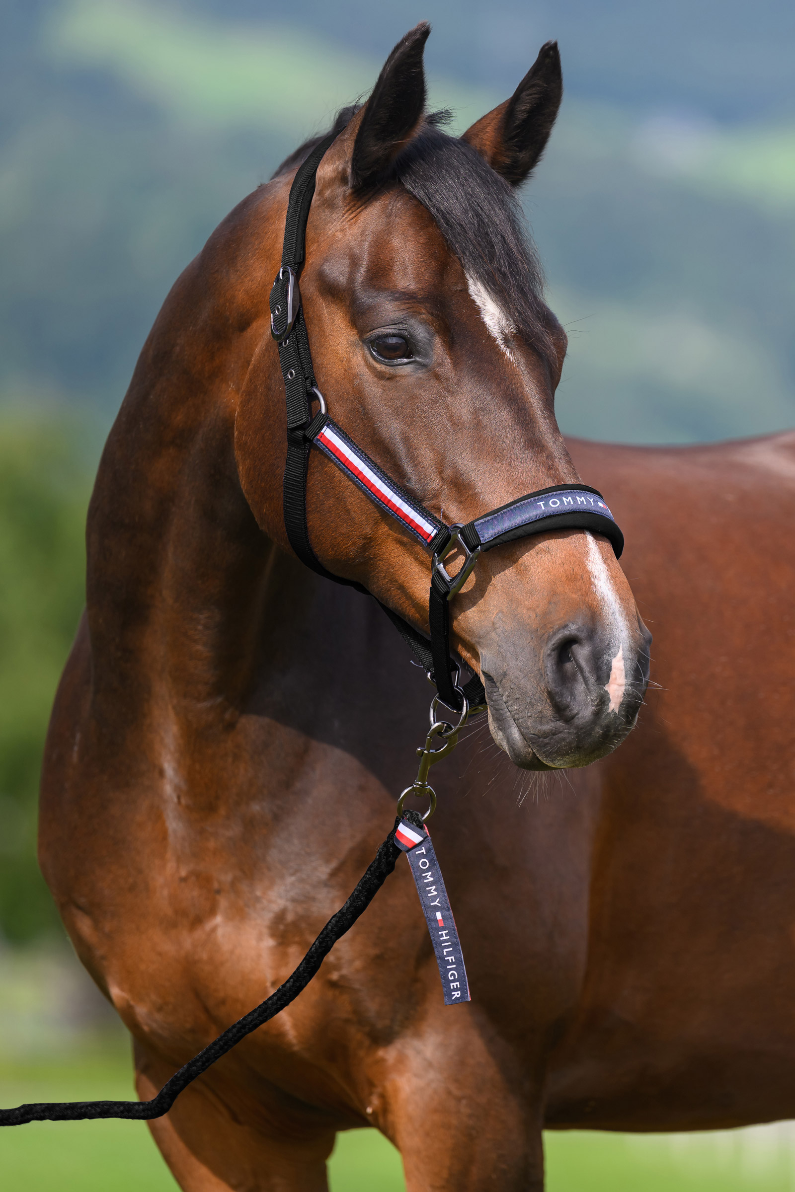 Black Tommy Hilfiger Equestrian Yale ensemble licol et longe