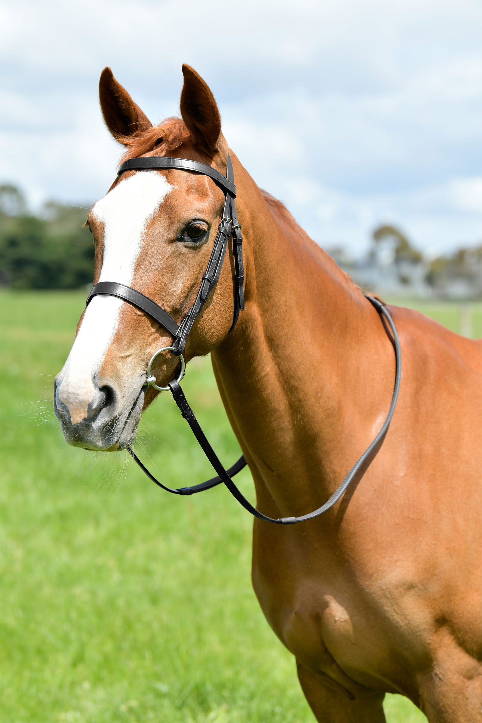 Black Kincade Classic bride de chasse plate avec r&ecirc;nes