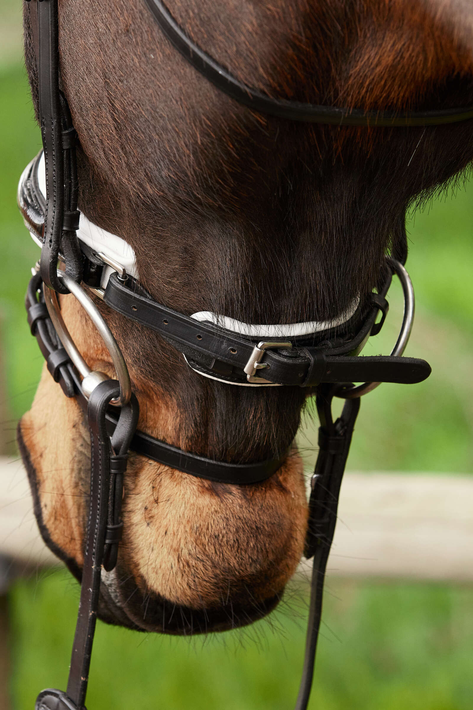 Bride de dressage Kavalkade Charlotte à muserolle suédoise