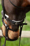Bride de dressage Kavalkade Charlotte à muserolle suédoise