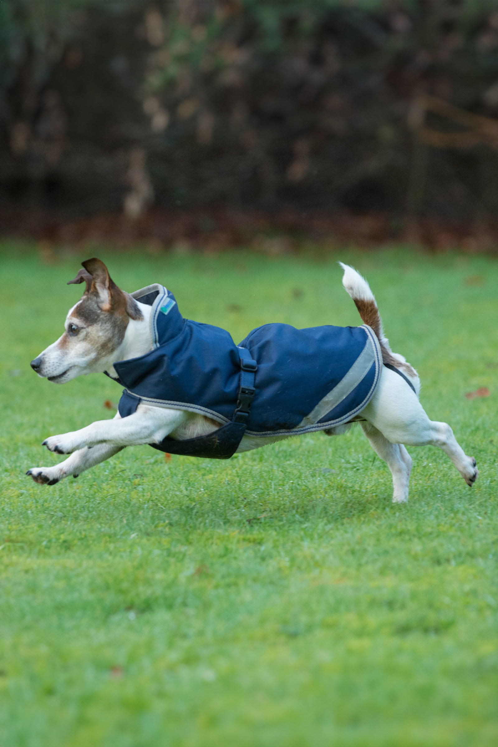 Bucas Freedom Couverture pour chien, 300g (30-45 cm)