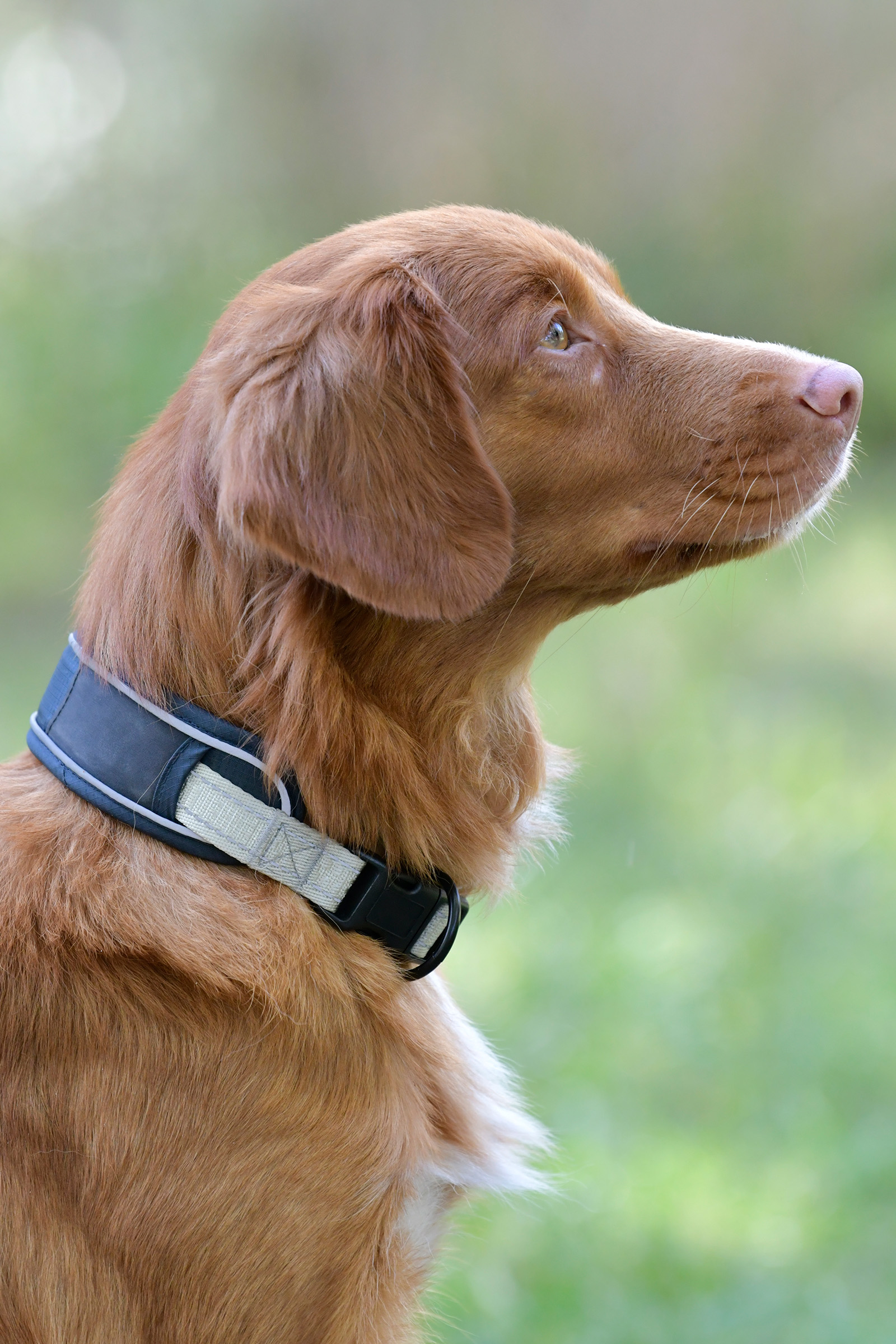 Collier pour chien Weatherbeeta Explorer