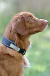 Collier pour chien Weatherbeeta Explorer