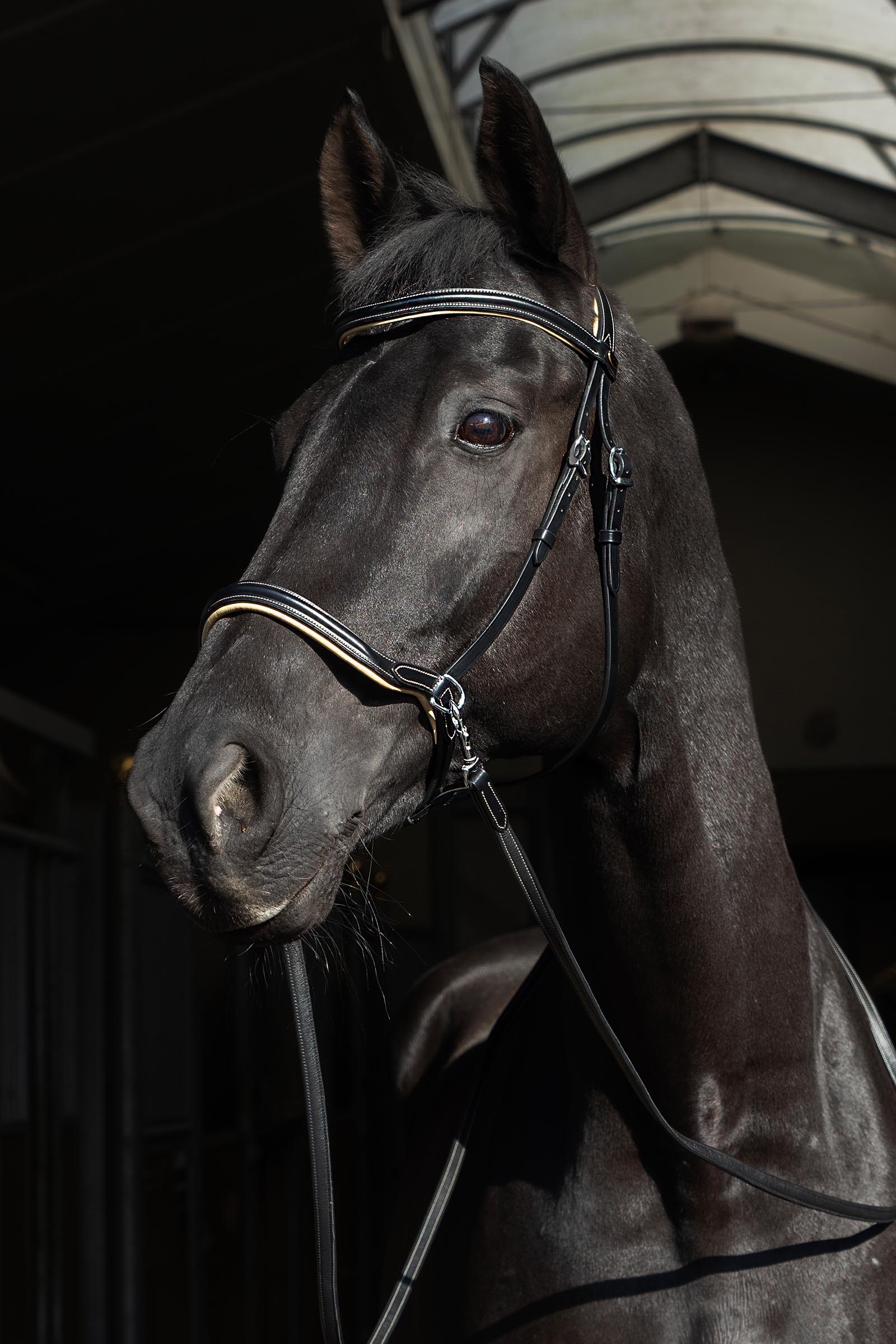 F.R.A. Freedom Riding Articles Sidepull Kiona avec r&ecirc;nes  