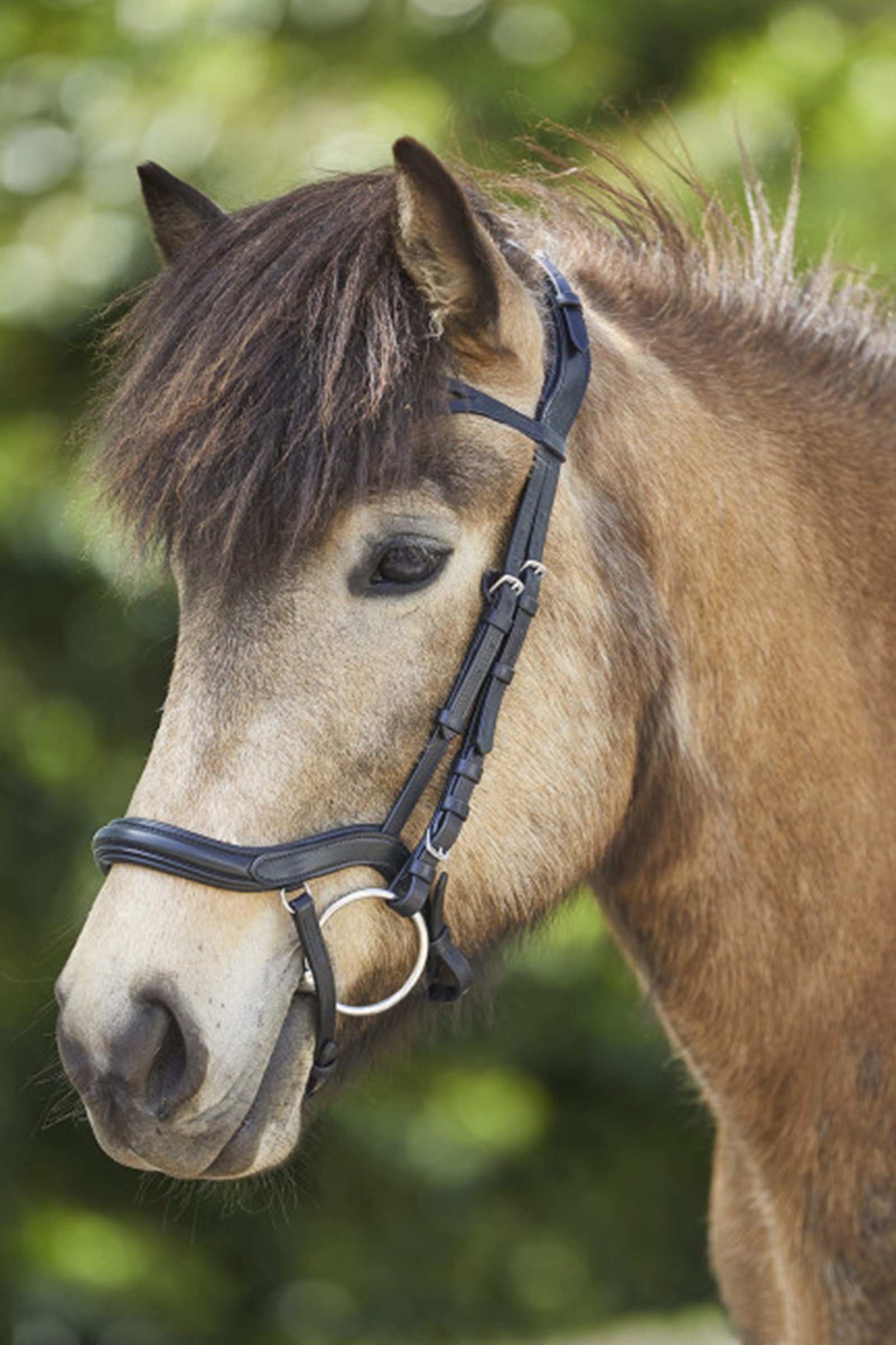 Waldhausen Anatomique Licol Islandais