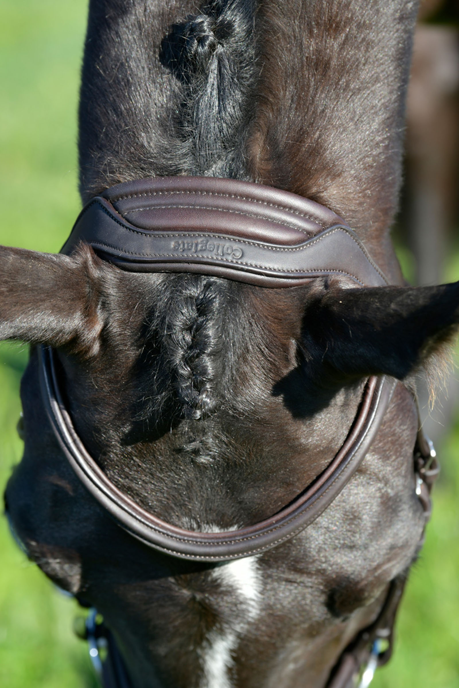 Collegiate Comfitec Opulux yksinkertainen pehmustettu suitset yhdistetyllä hannoverilaisturpahihnalla