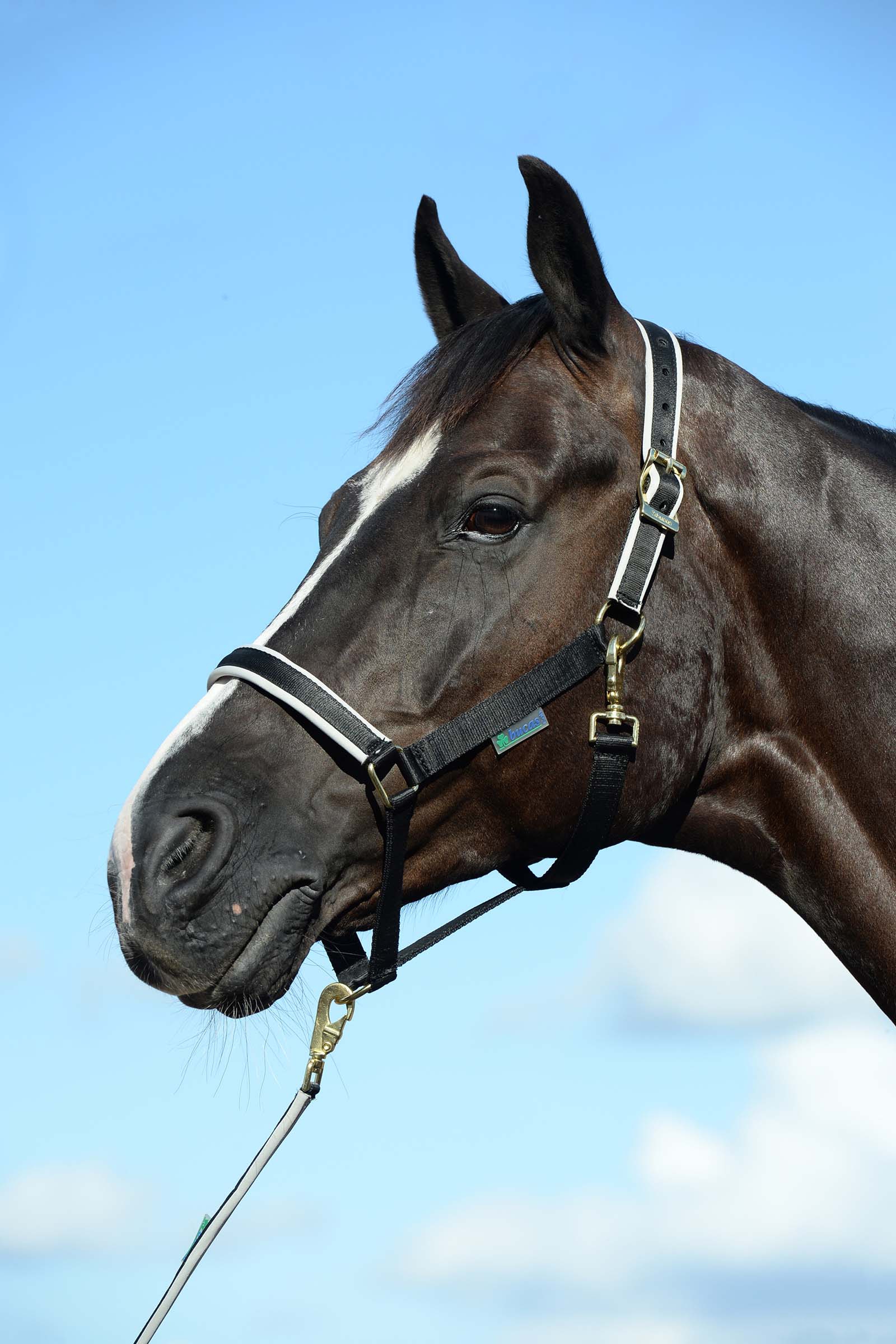 Licol luxe doublé Bucas Dublin