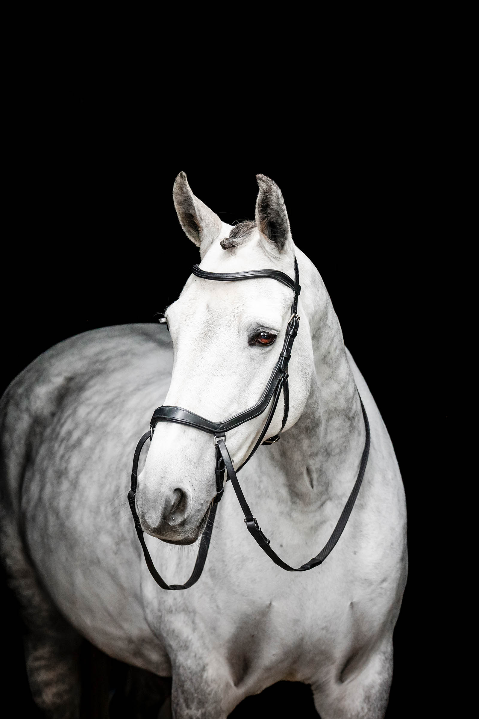 Black Horseware Micklem bride sans mors