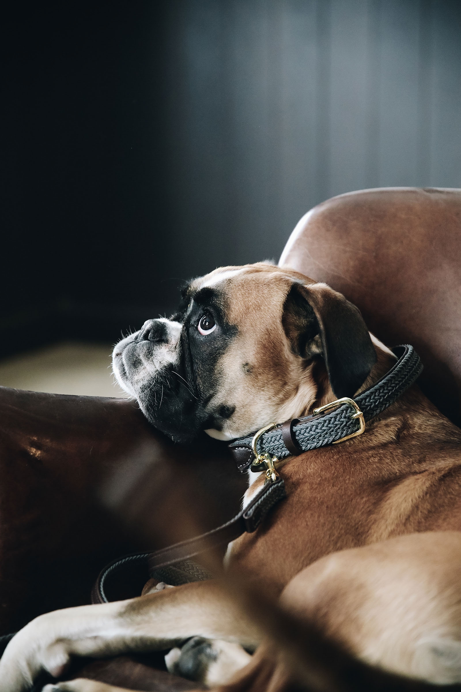 Grey Collier de Chien Nylon Tress&eacute; Kentucky Dogwear