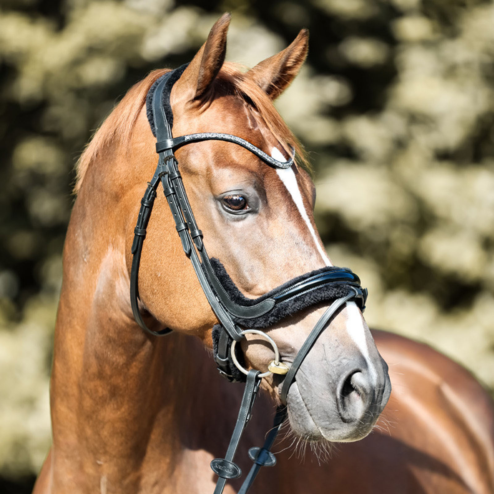 Filet Kavalkade Ivella KavalSH4