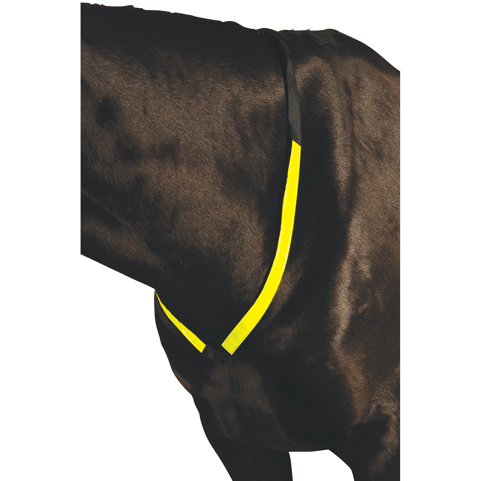 Collier de chasse r&eacute;fl&eacute;chissant Roma