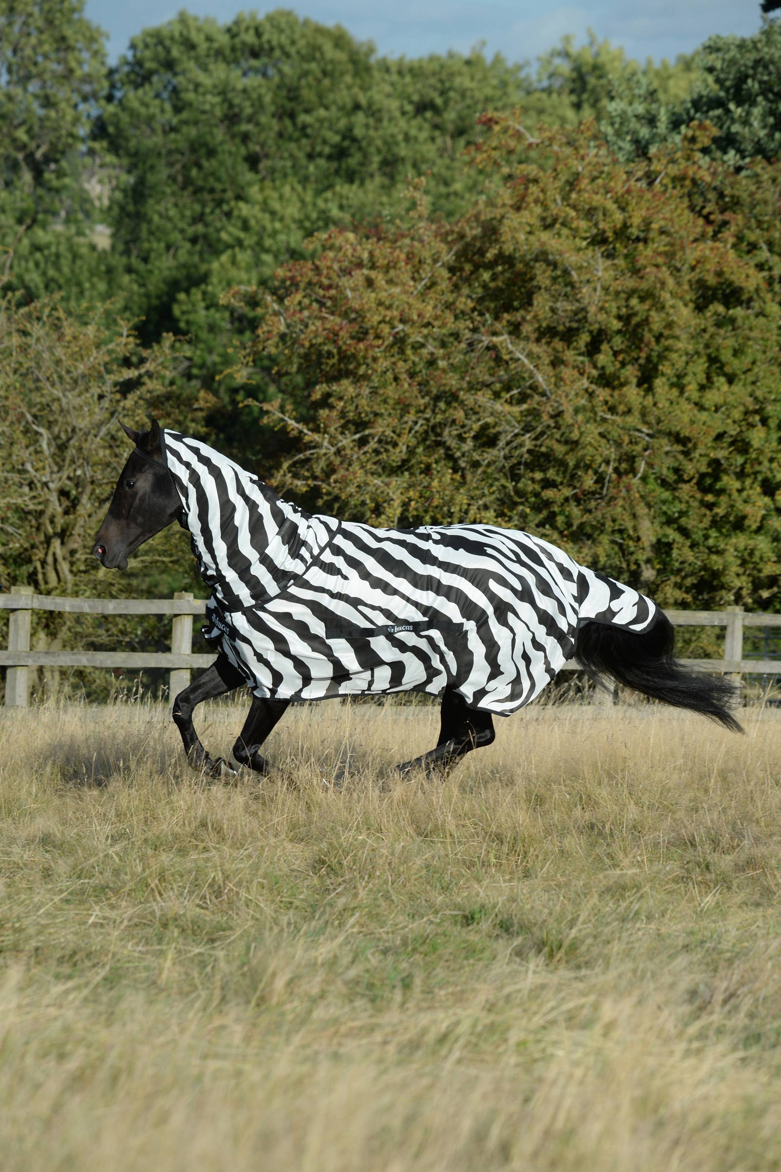 Bucas Buzz-Off Zebra couverture anti-mouches avec couvre-cou amovible