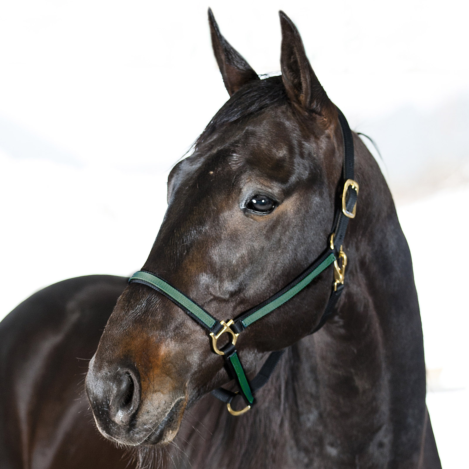 Black/Dark Green Licol Yankee nylon Finntack Pro synthétique