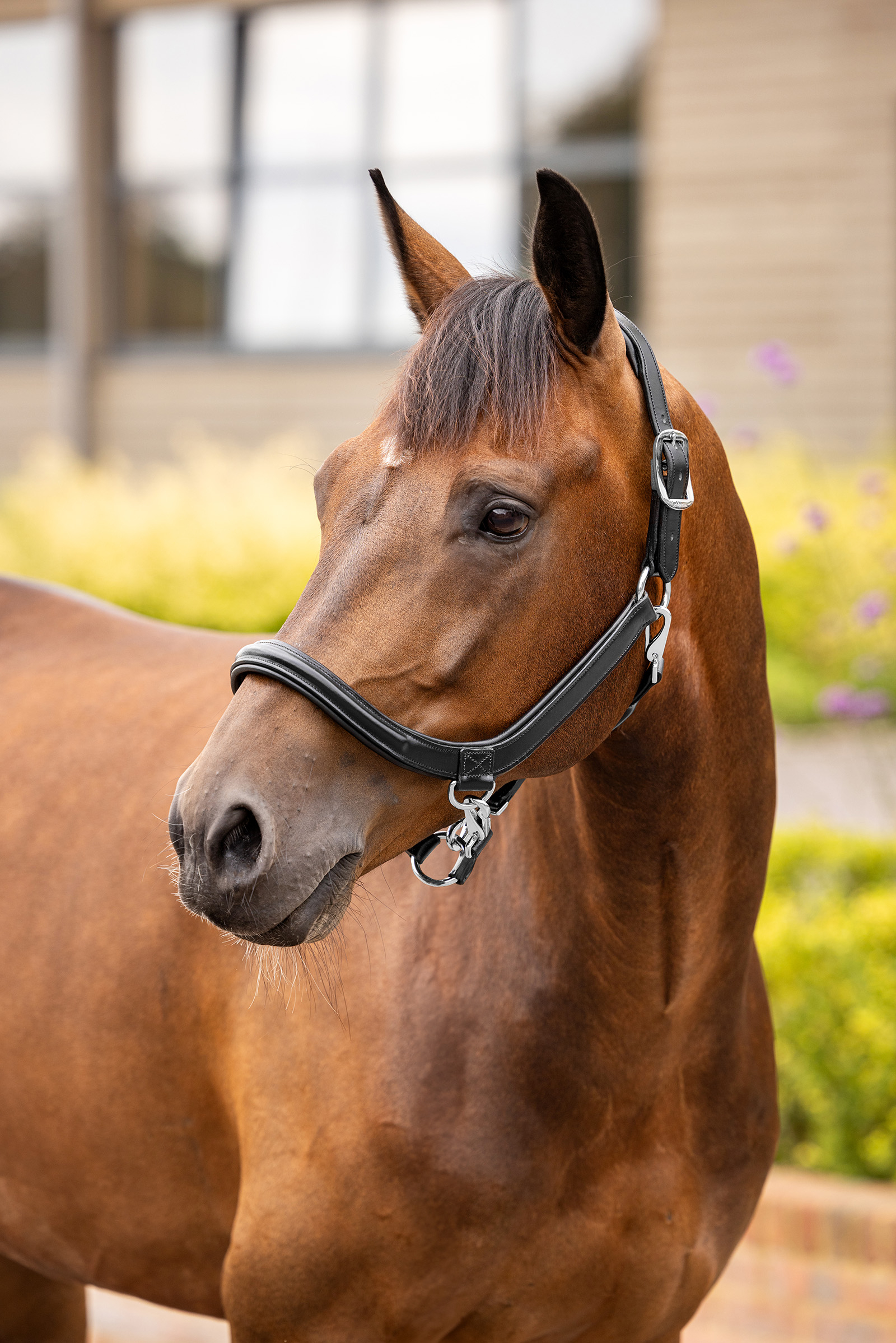 LeMieux Leather Grooming Headcollar