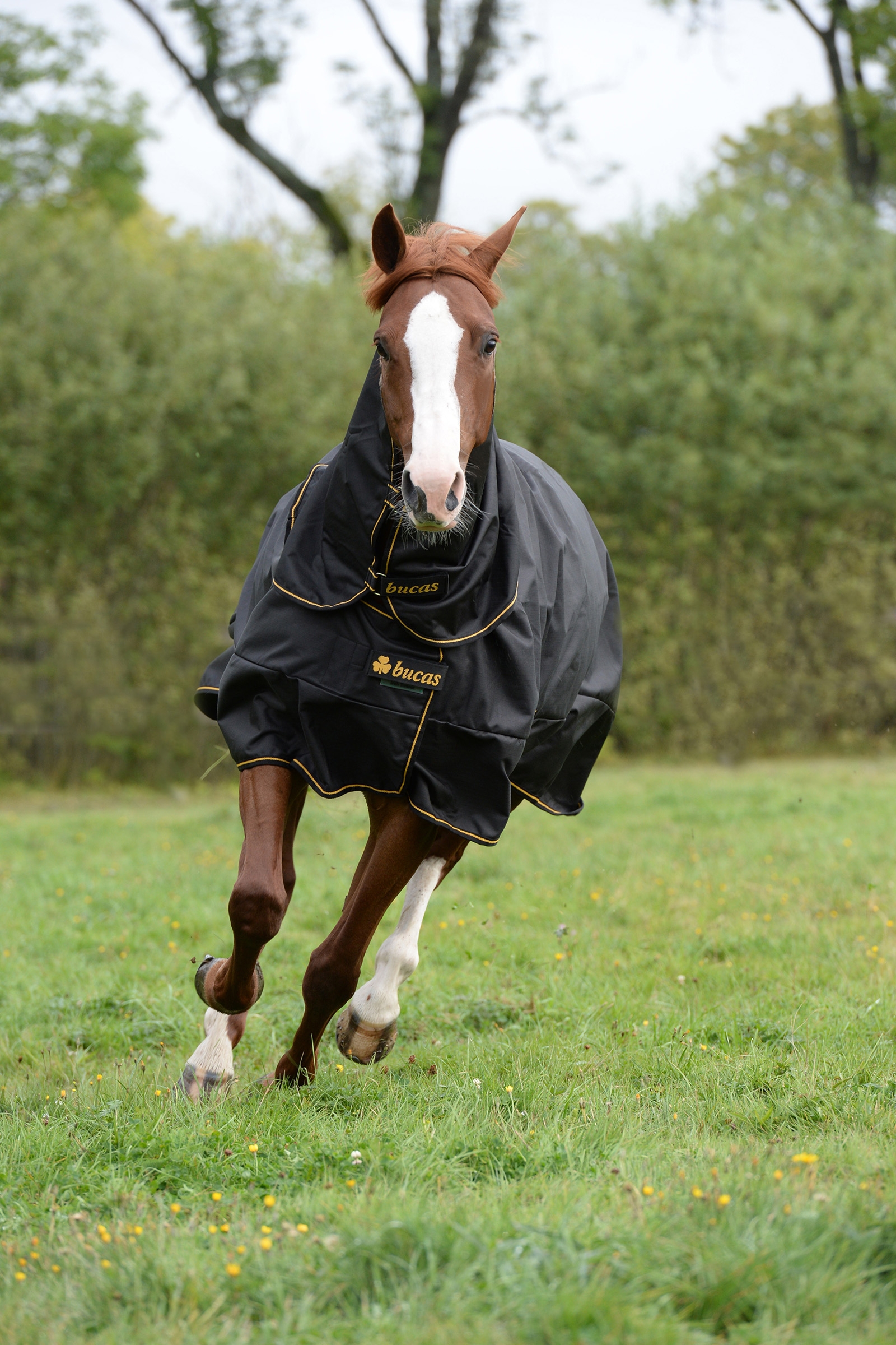 Couverture d'ext&eacute;rieur Bucas Irish Extra, poney