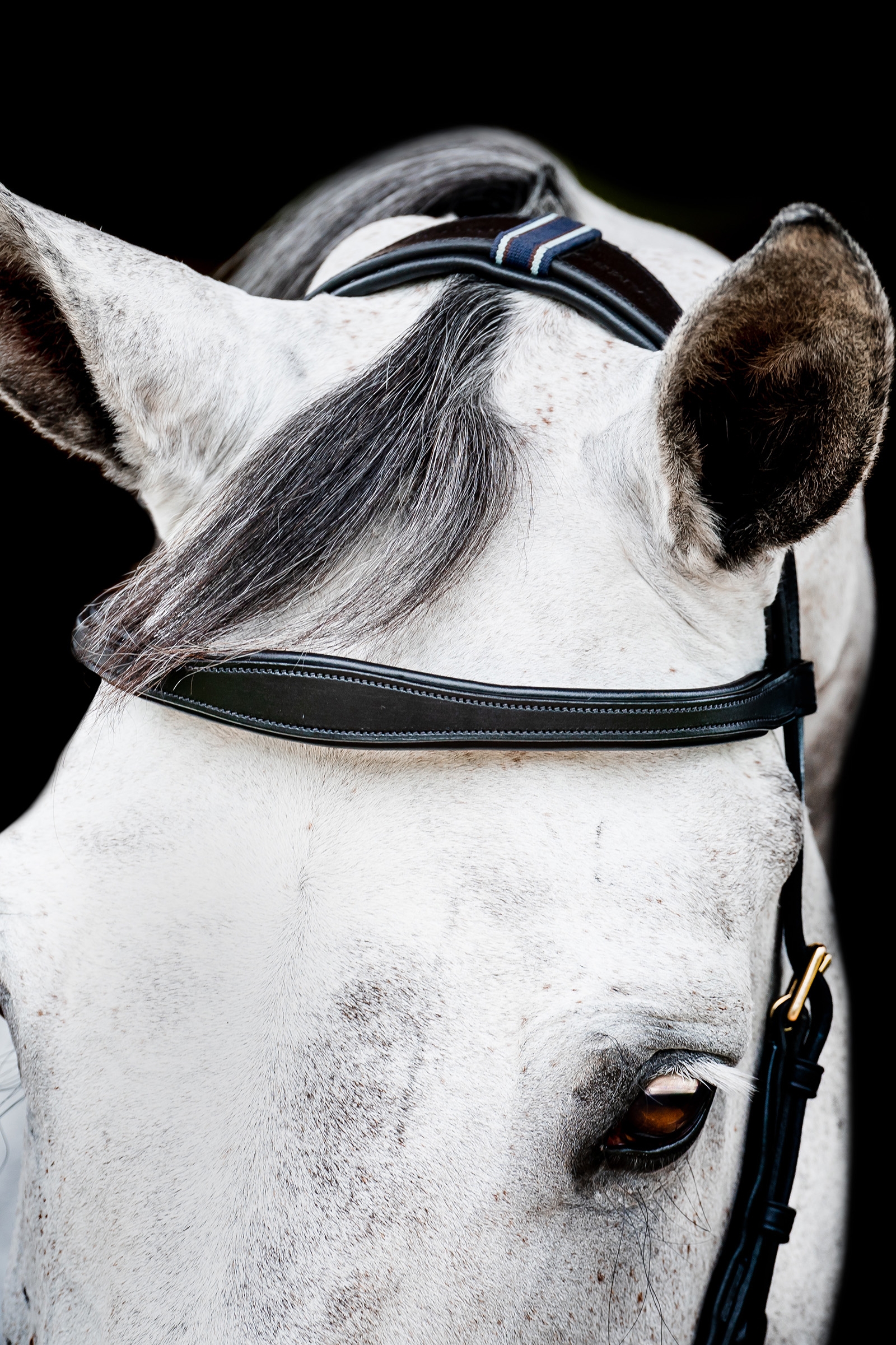 Horseware Micklem 2 Multi Bride