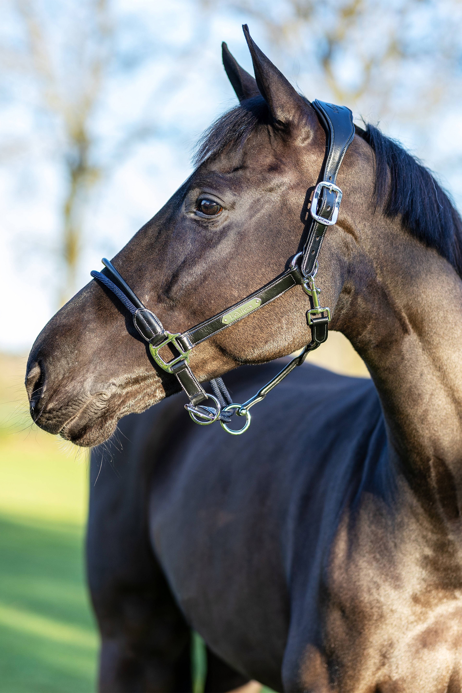 Licol corde LeMieux Contr&ocirc;le
