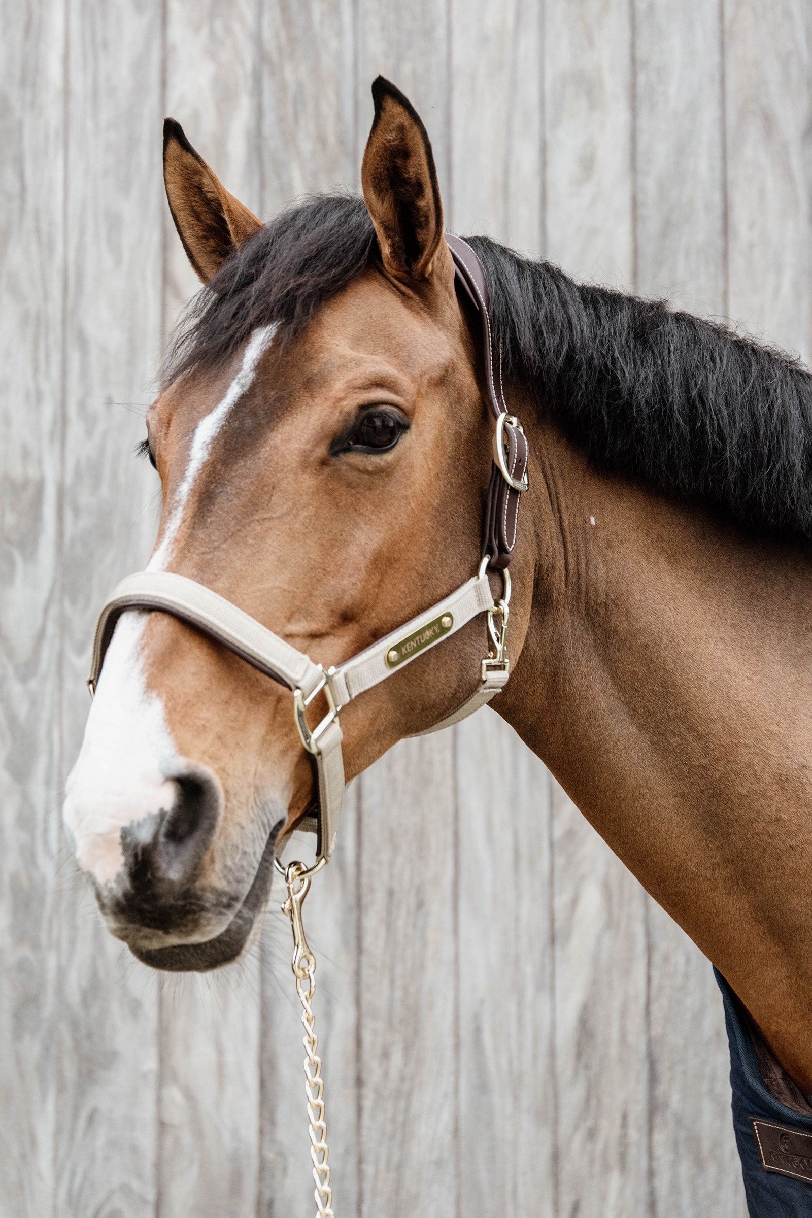 Kentucky Horsewear Licol anatomique en nylon