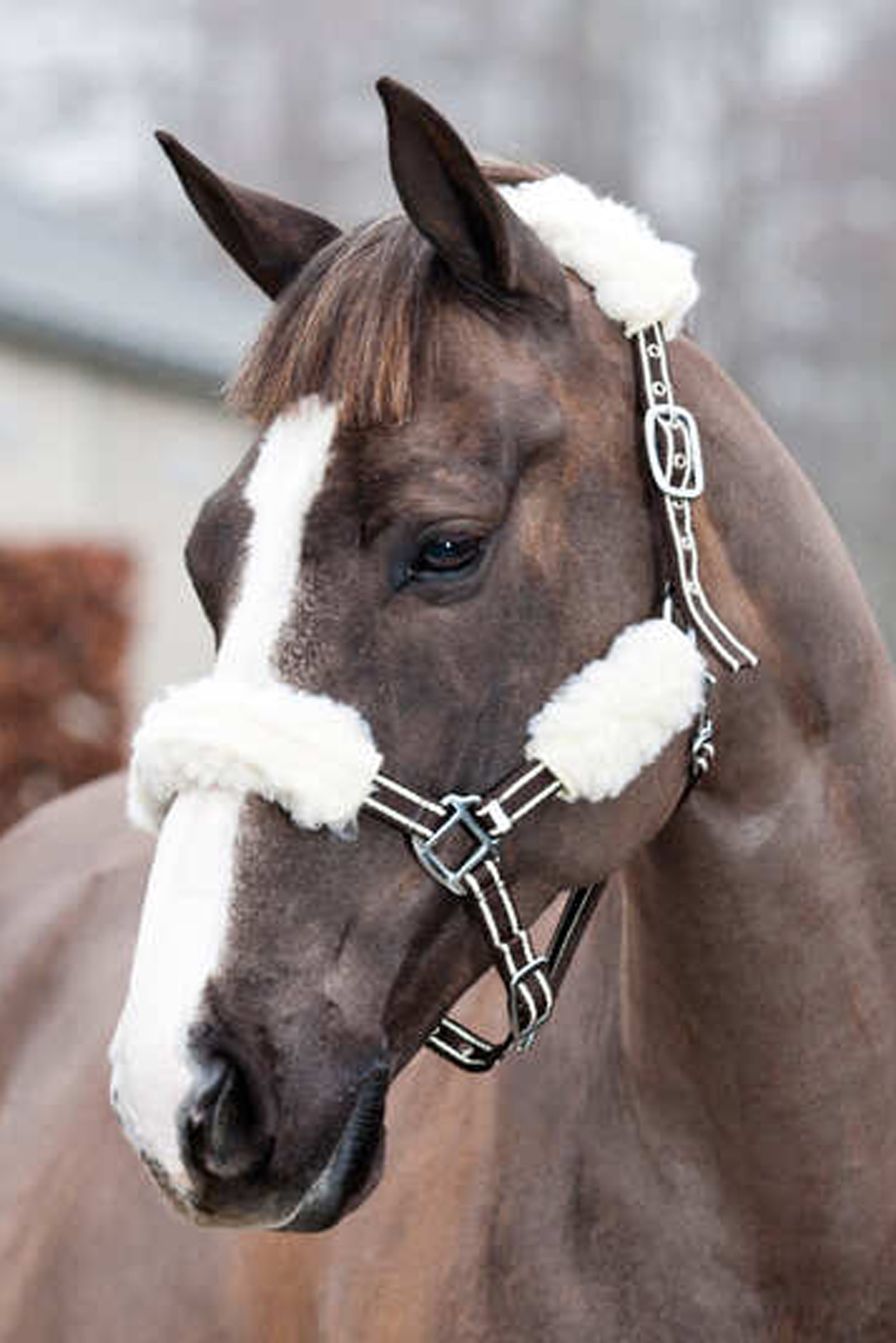 Fourreaux de licol Horze, pack de 4