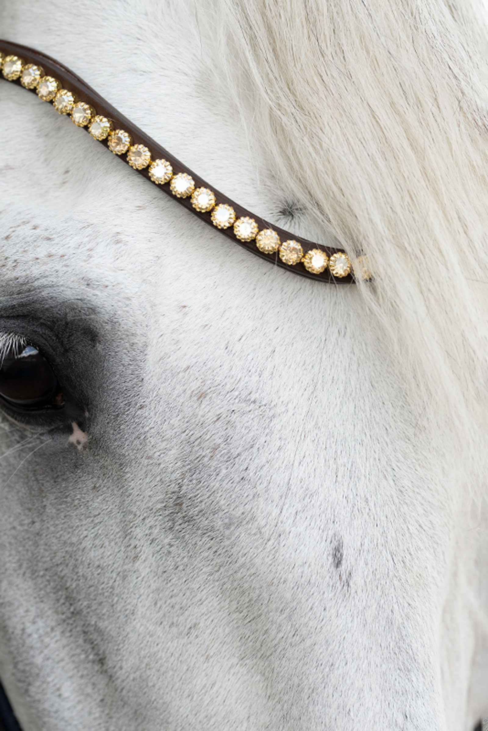 Kavalkade Caliano Bride Anglaise