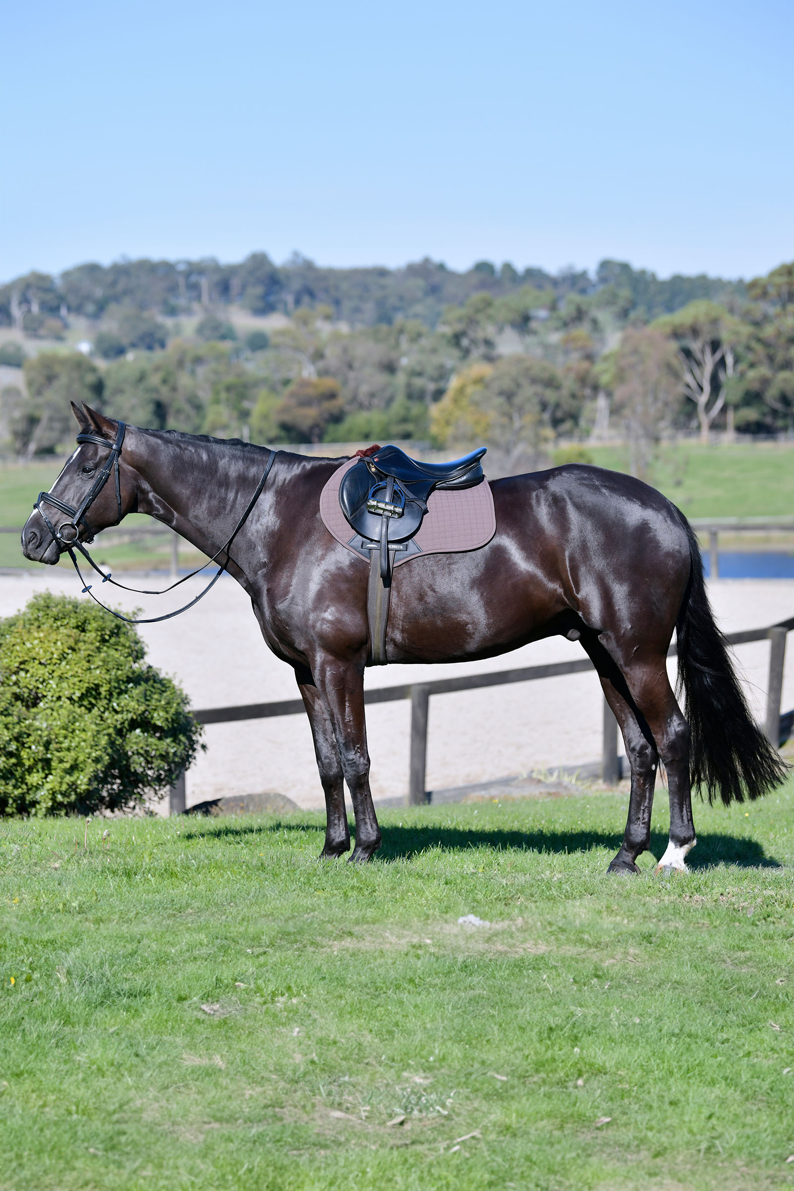 Weatherbeeta Prime Comfy Fleece tapis de selle de saut