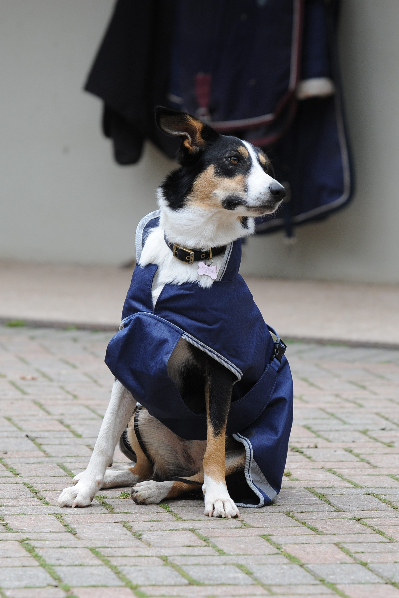 Bucas Freedom Couverture pour chien, 50g (50-75 cm)