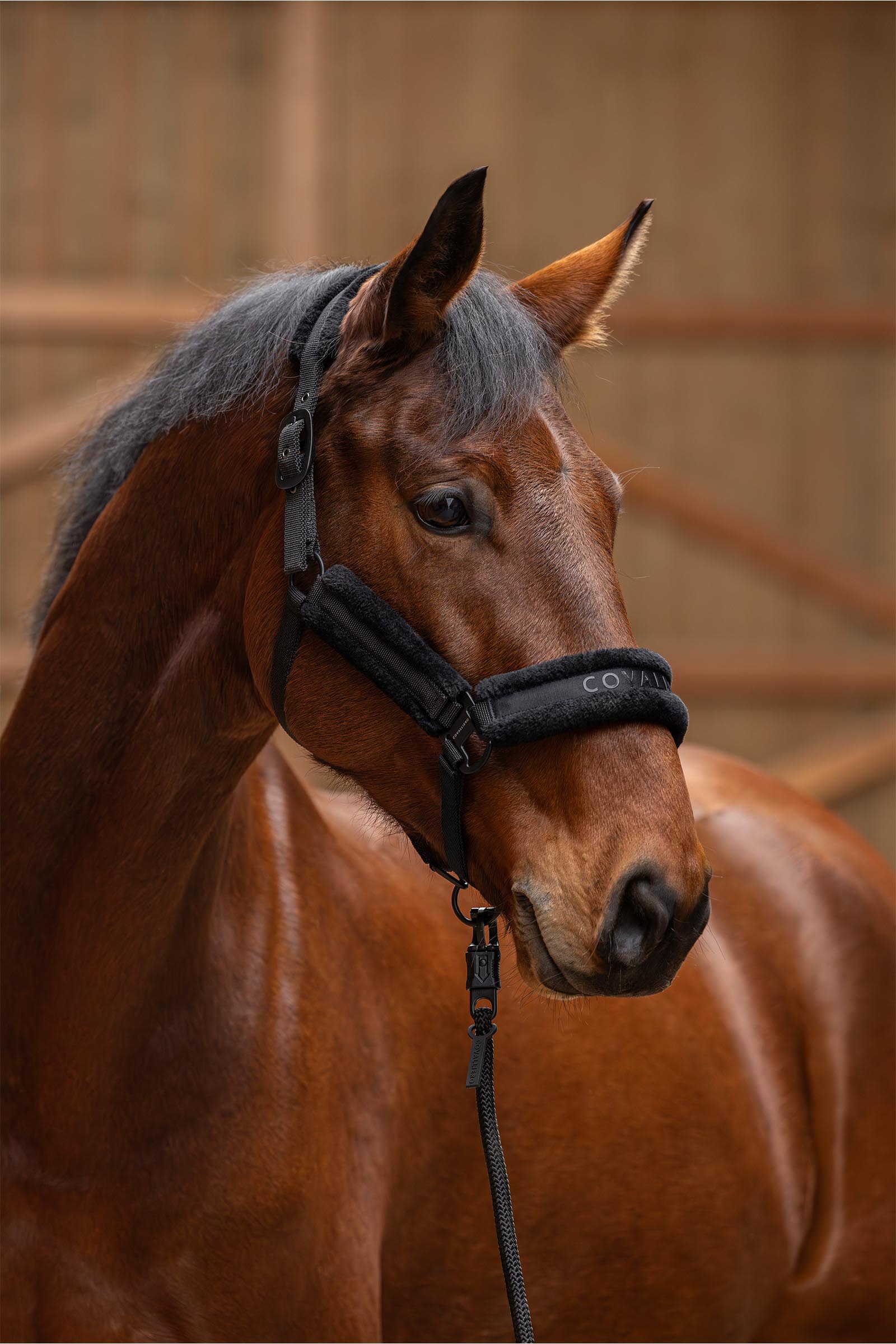 Covalliero Licol Rembourré