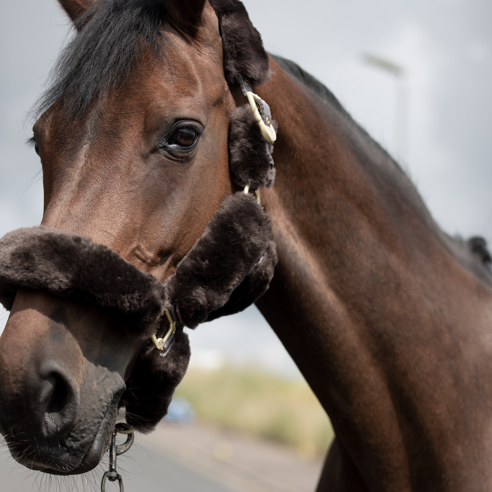 Licol B Vertigo Tremblant avec peau de mouton