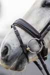 Kudos Bride dressage classique LeMieux