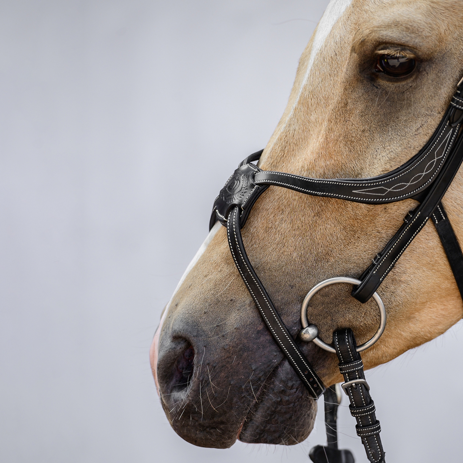 Filet Mexicain PS de Suède Athènes