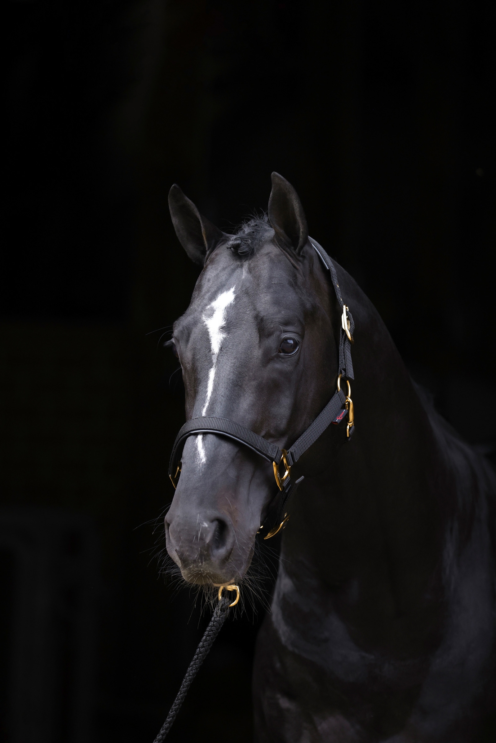 Licol Covalliero TopLine