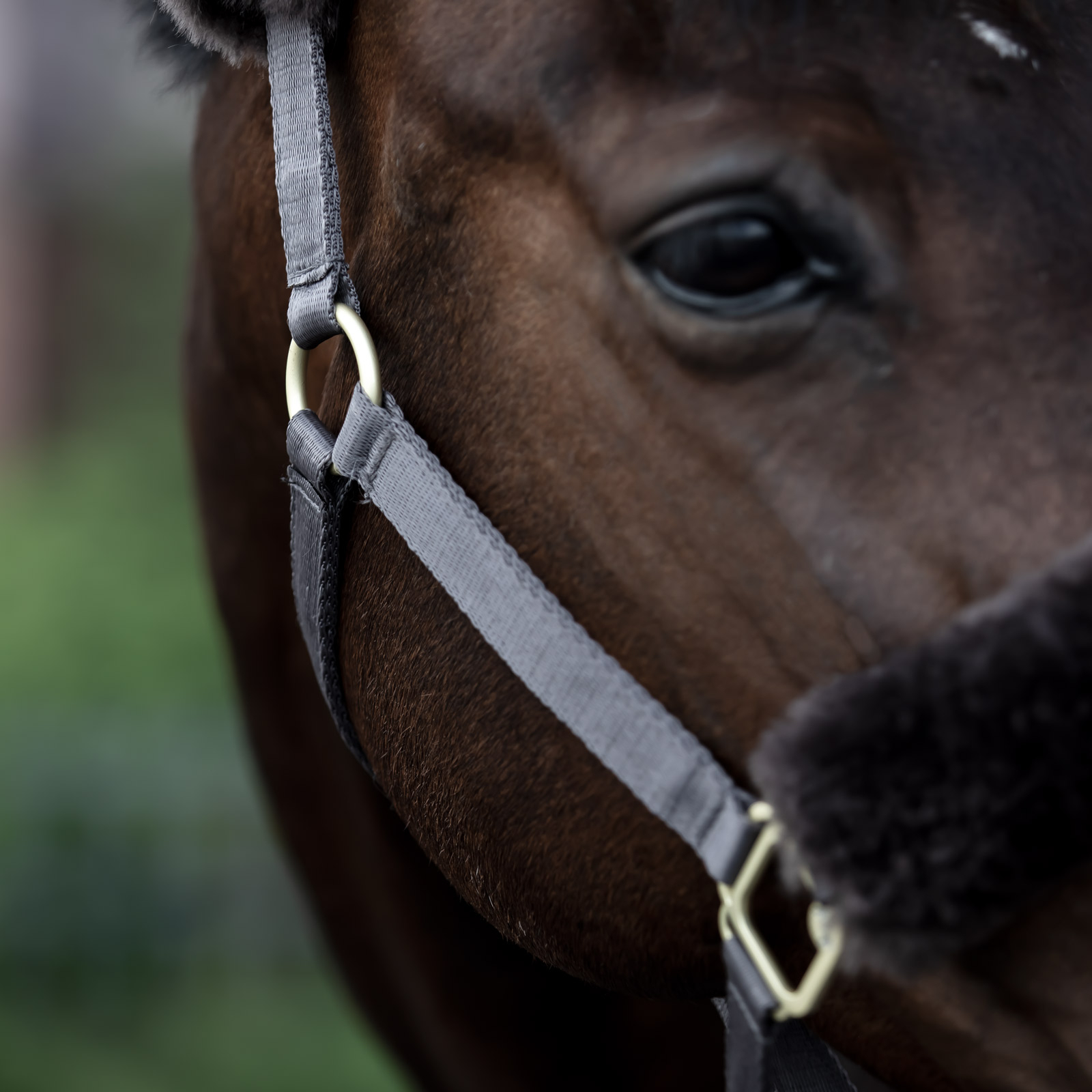 Licol B Vertigo Laurier avec peau de mouton