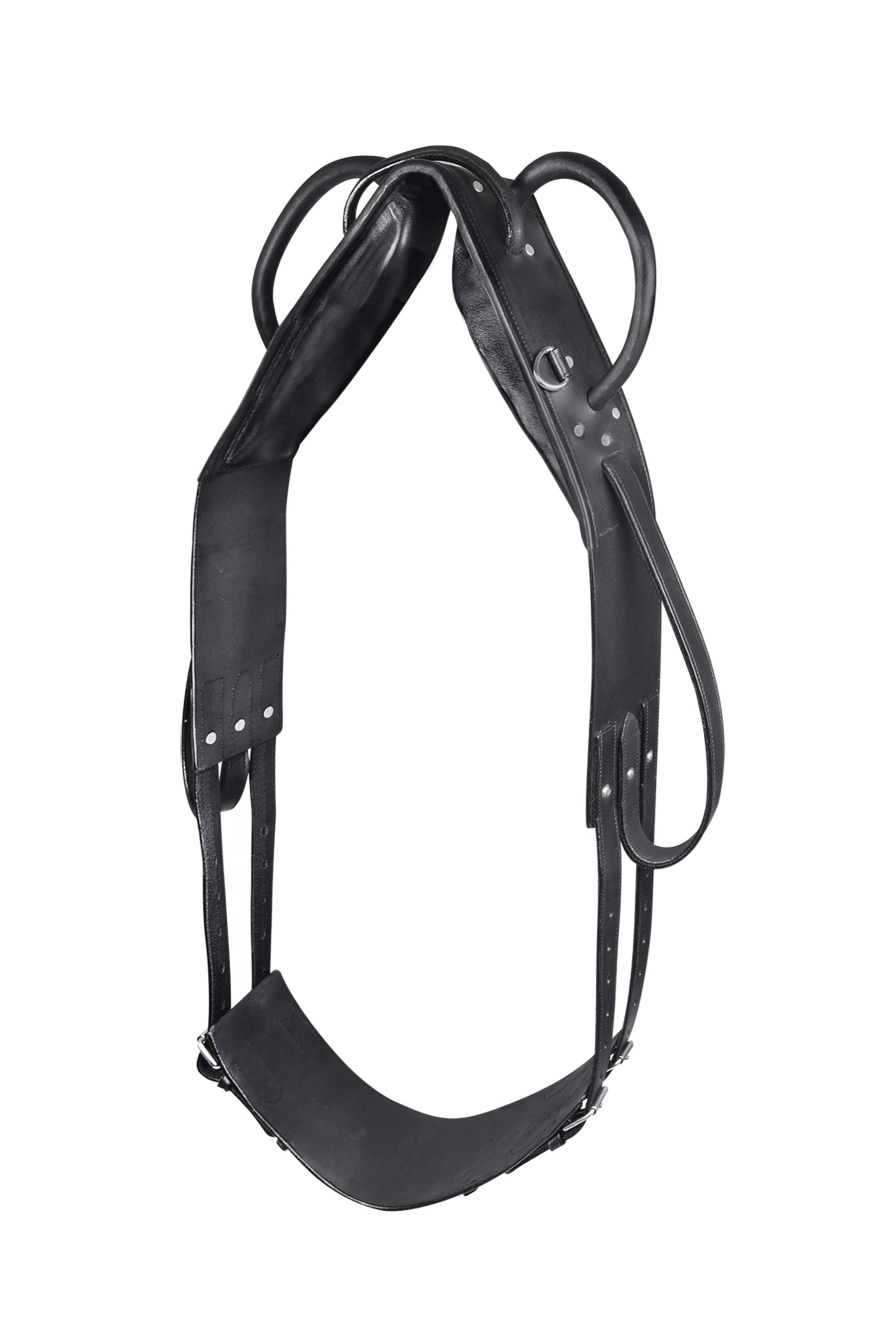 Waldhausen Surfaix De Voltige Et De Longe