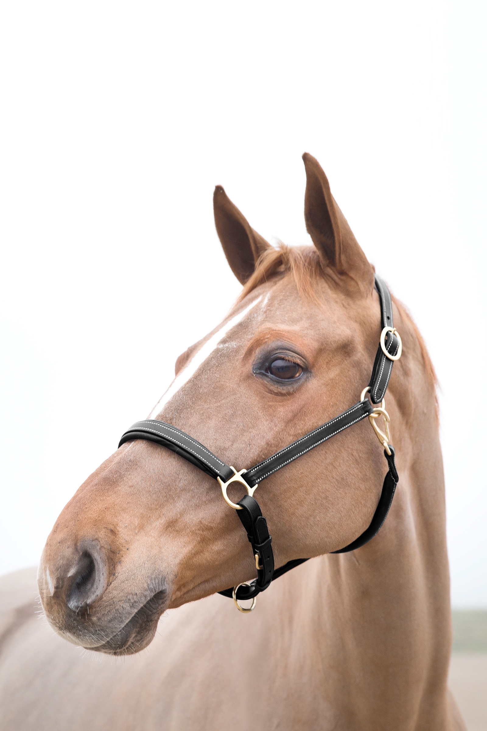 Licol cuir Largo Horze