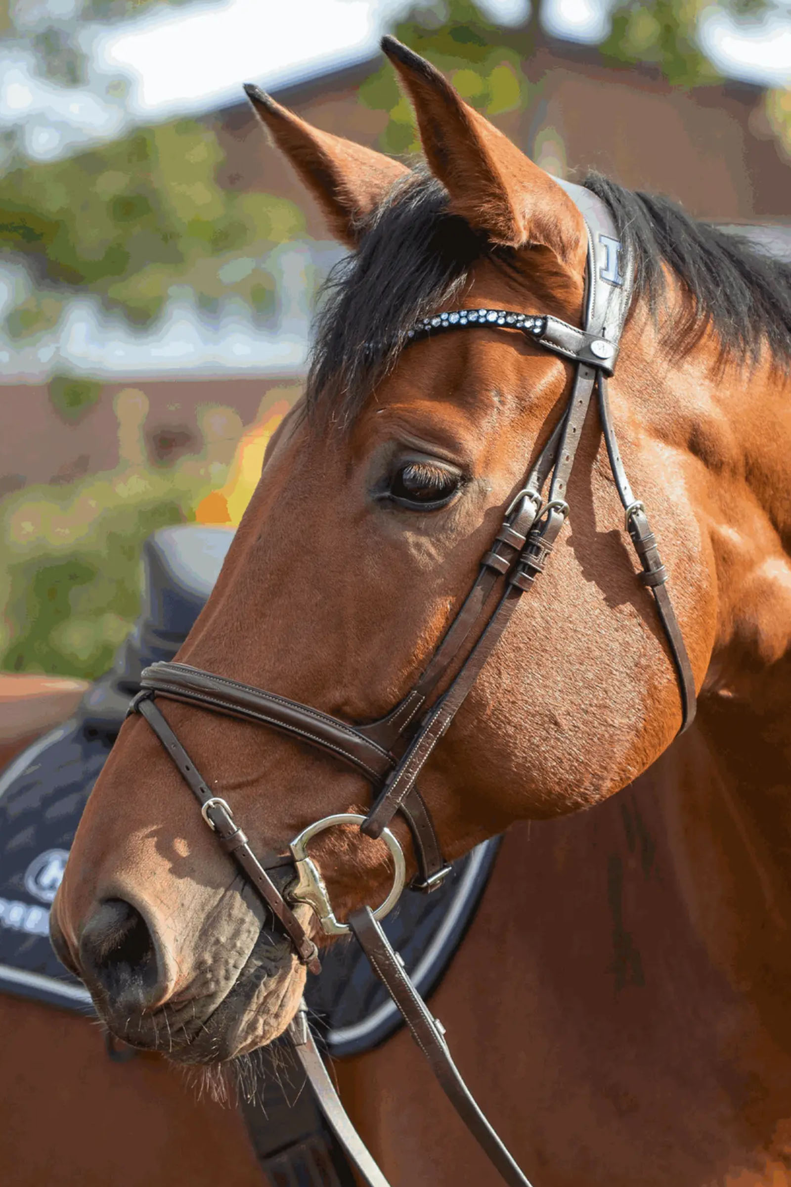 Sprenger Novocontact Mors &Agrave; Olives 14mm Simple Brisure Sensogan Avec Anneaux En D